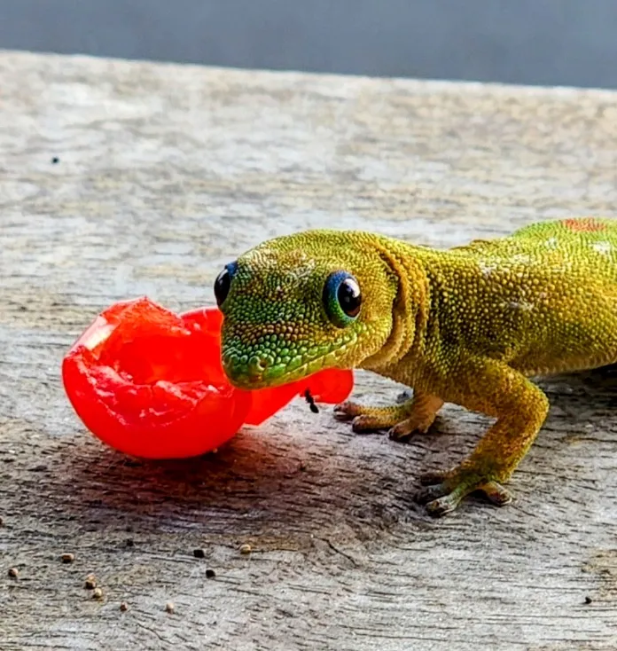 Small Green Lizards (in colour)