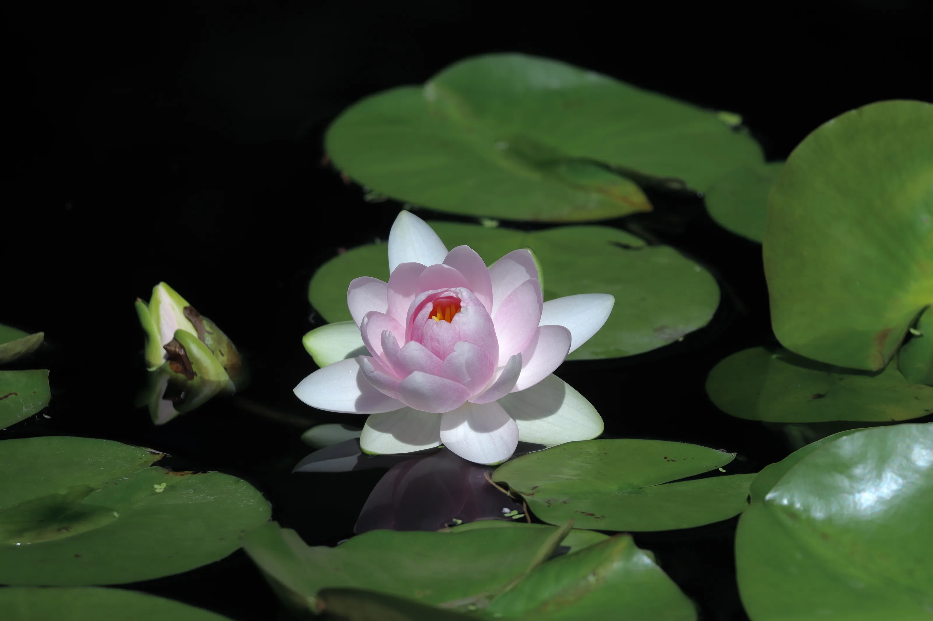 Water Lilies (in colour)