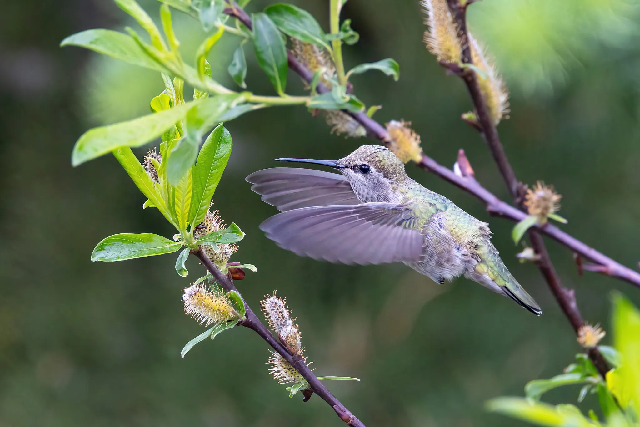 Hummingbirds (in colour)