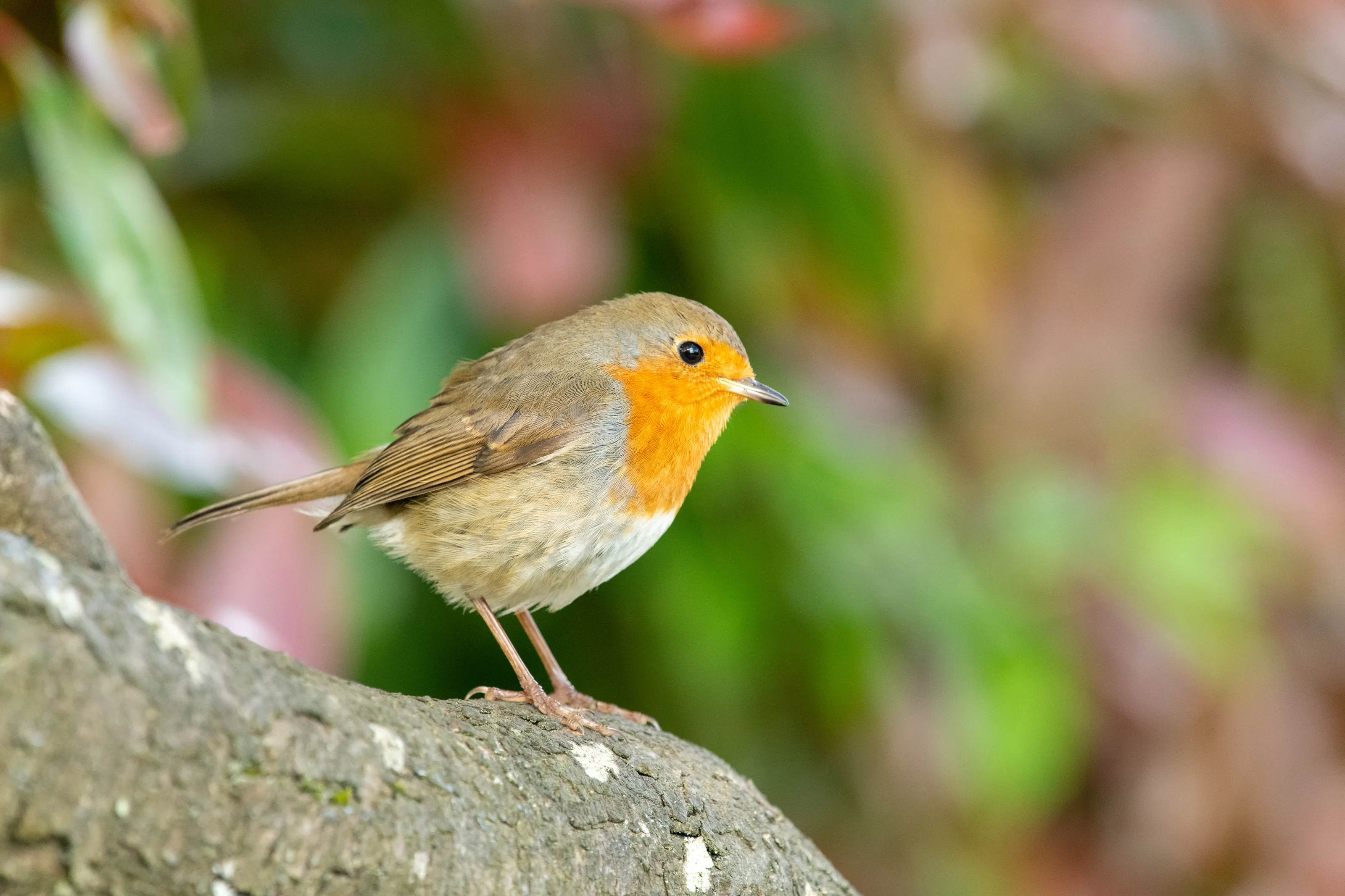 European Robins (in colour)