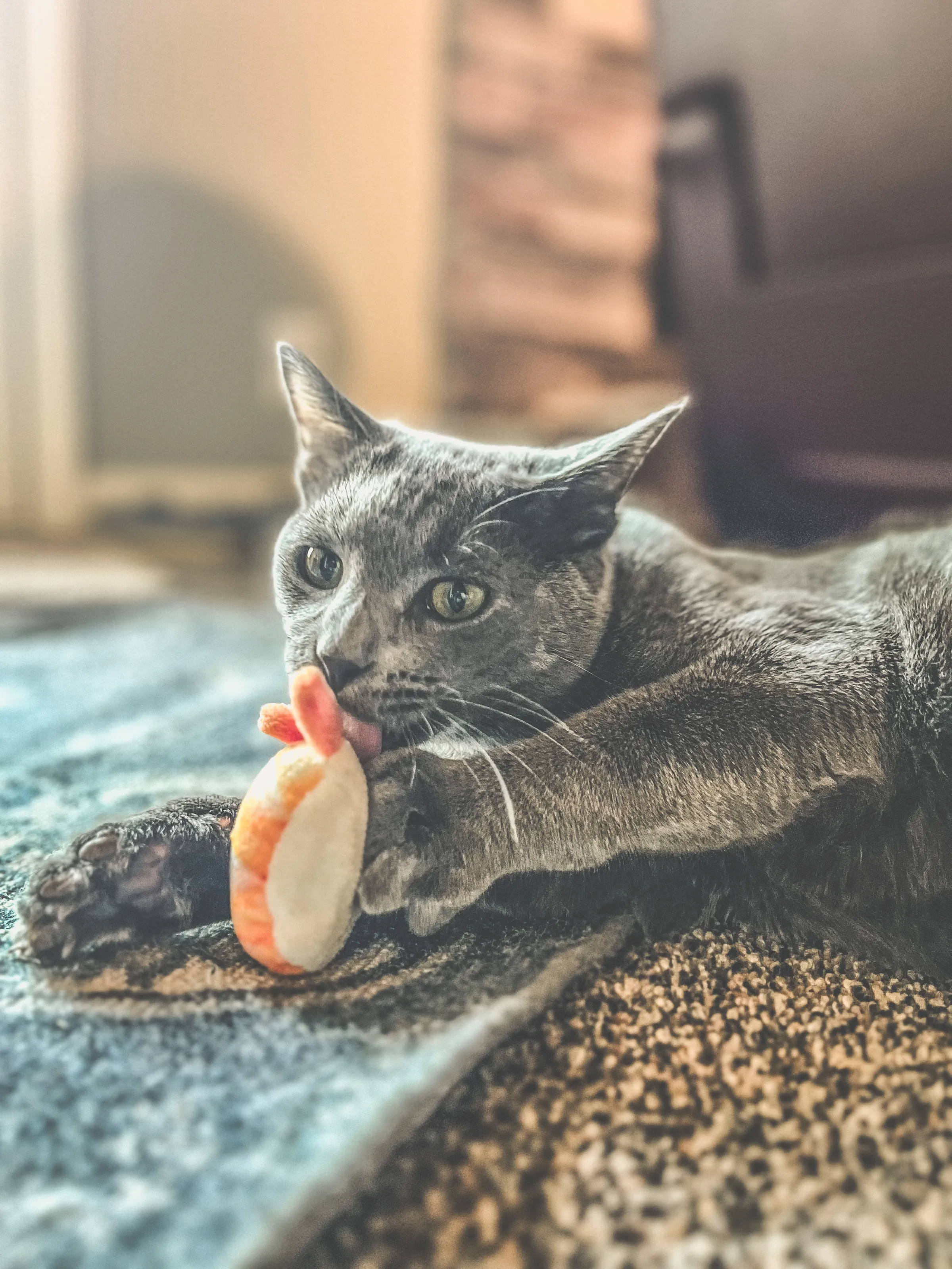 Pets Having Fun