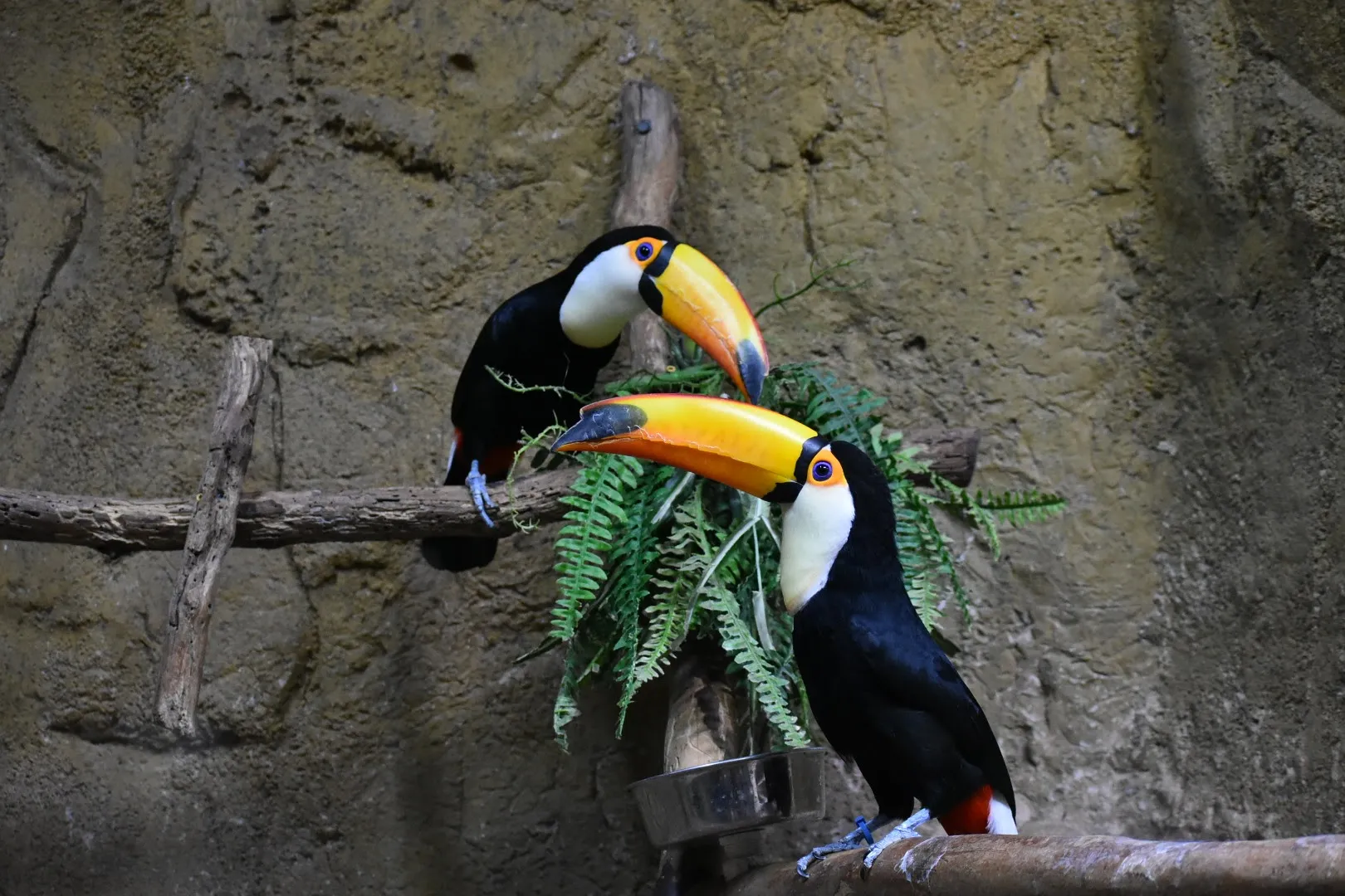 Birds