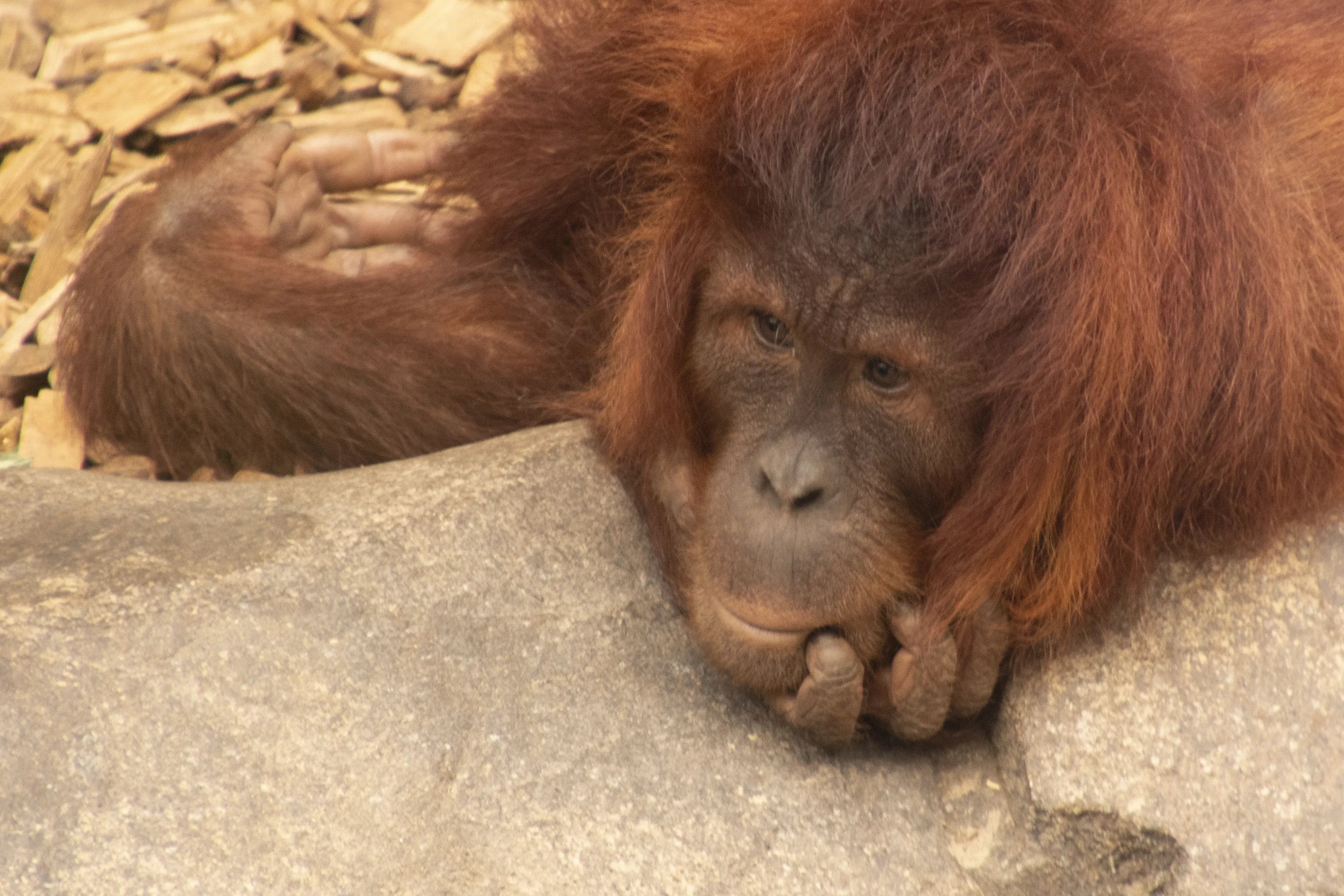 Orangutans