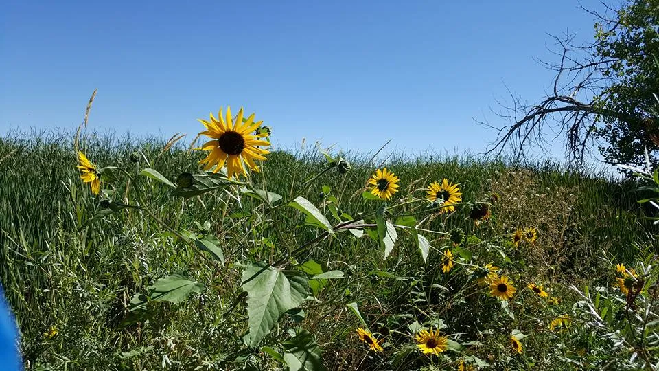 Sunflowers (in colour)