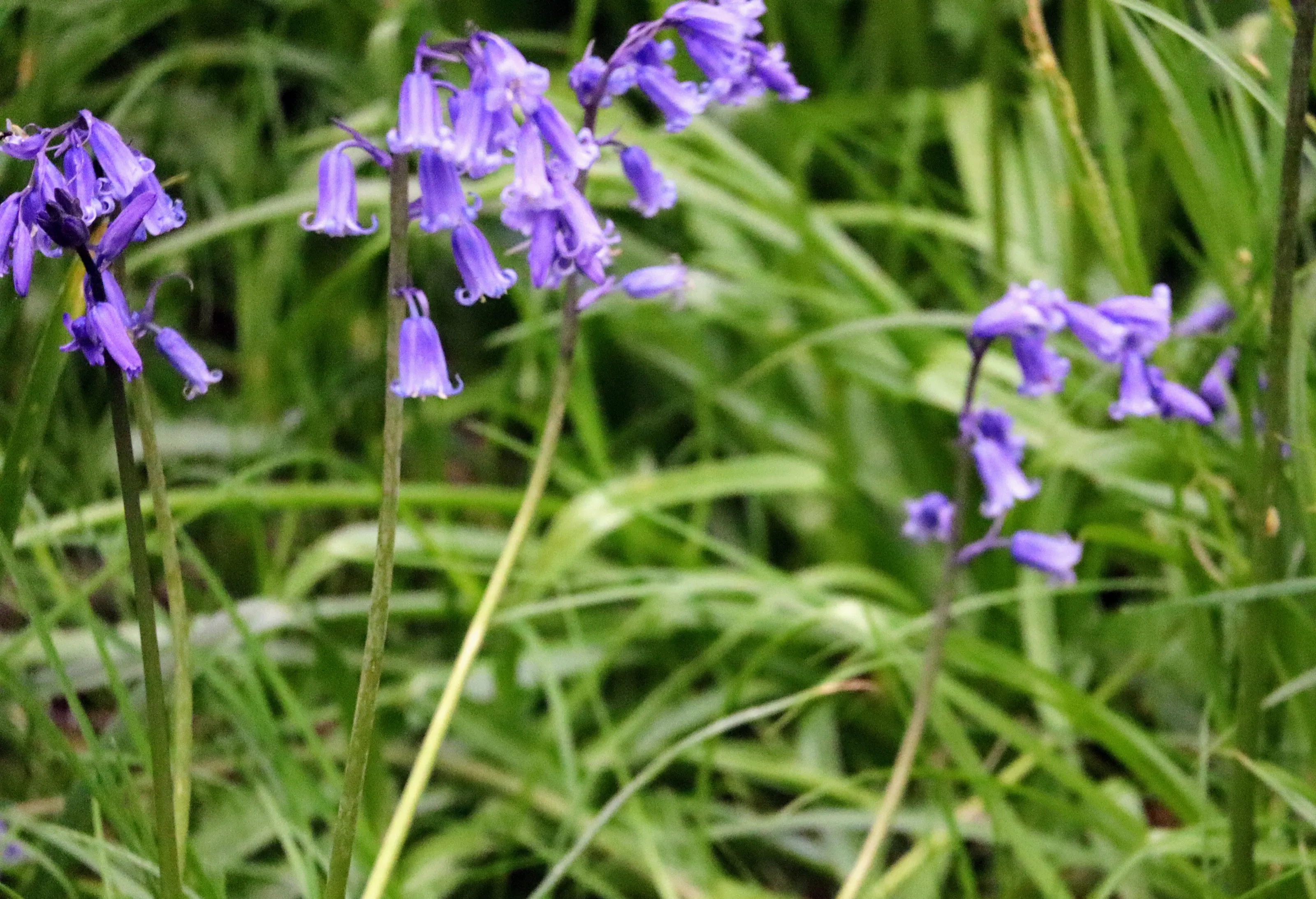 Bluebells (in colour)
