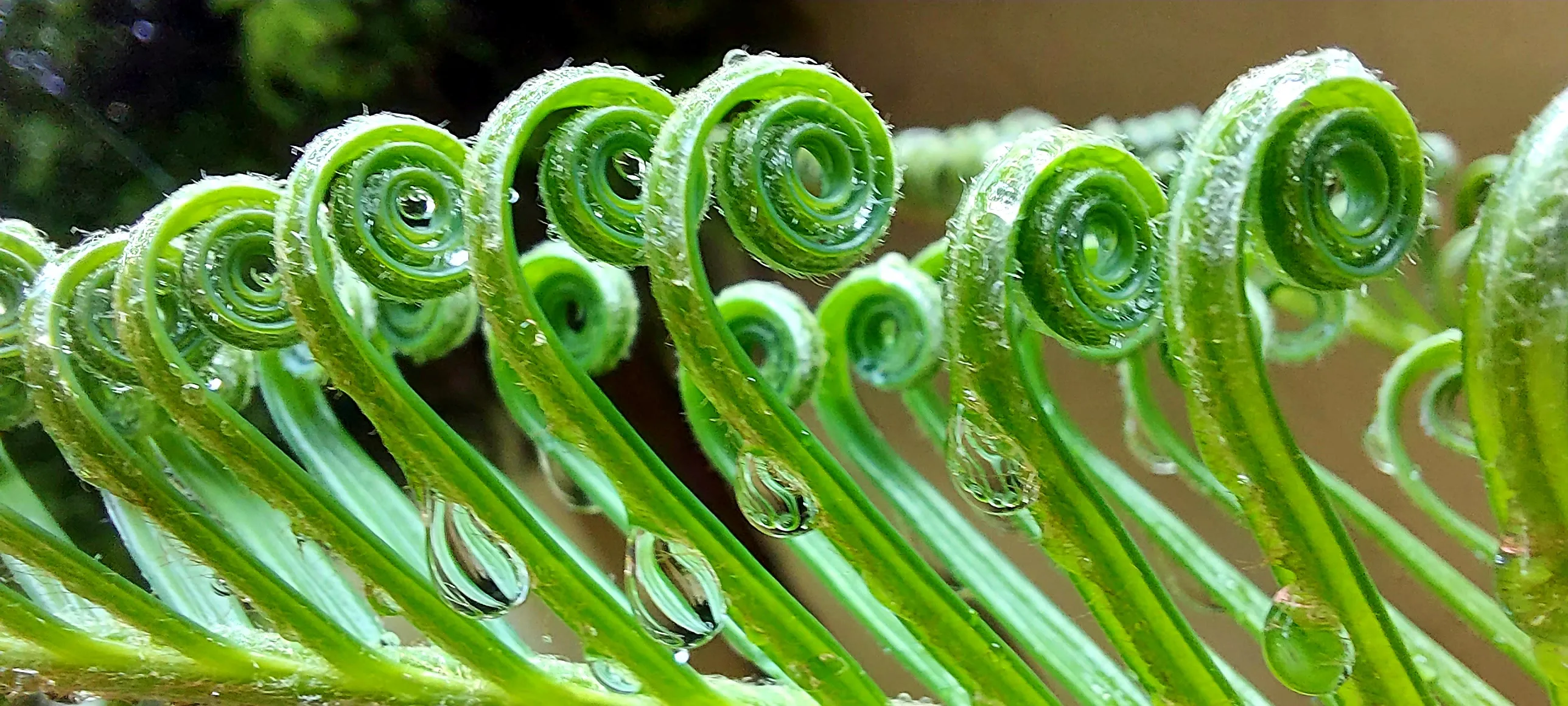 Curled Up Ferns and Leaves