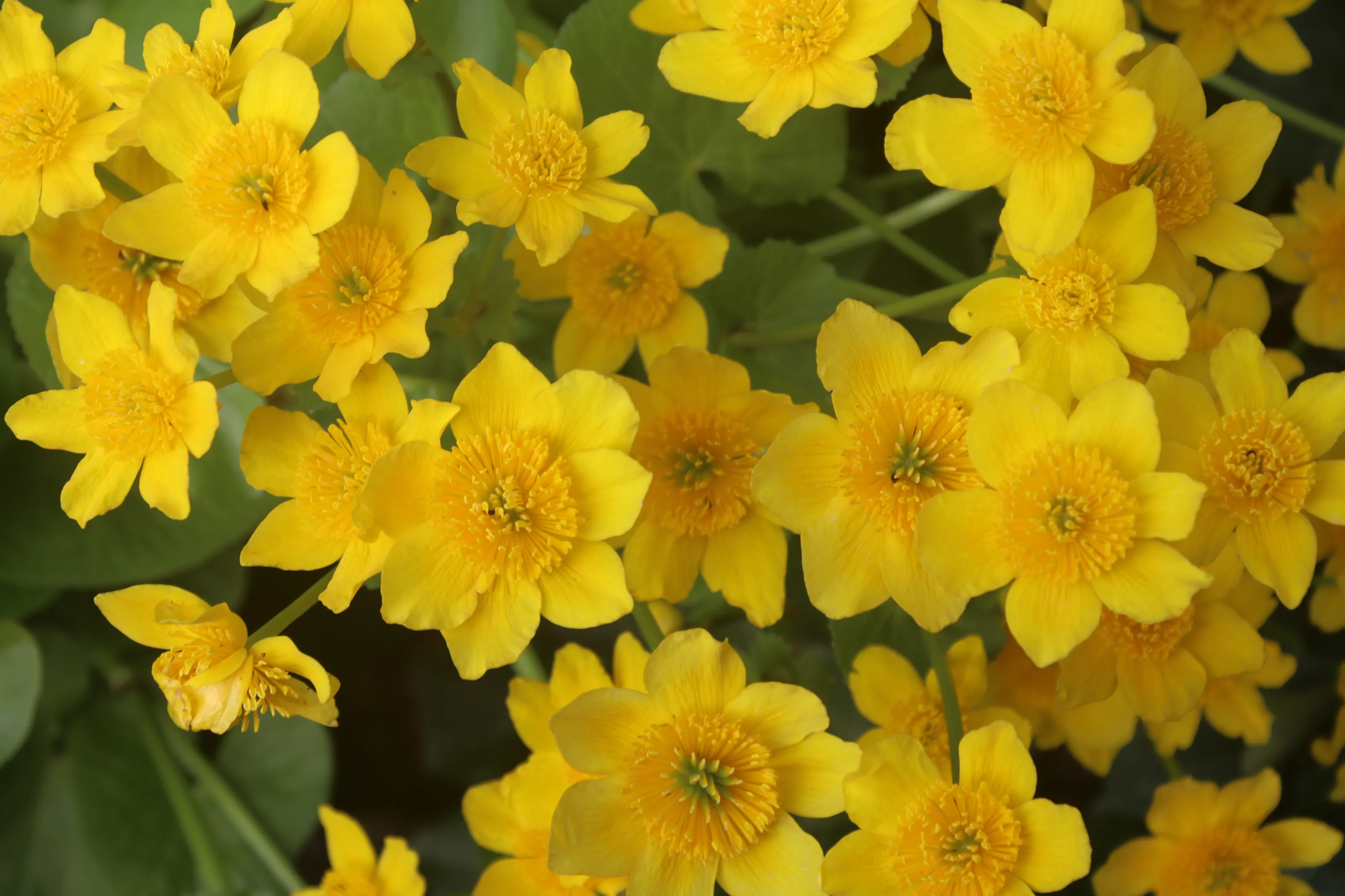 Yellow Flowers