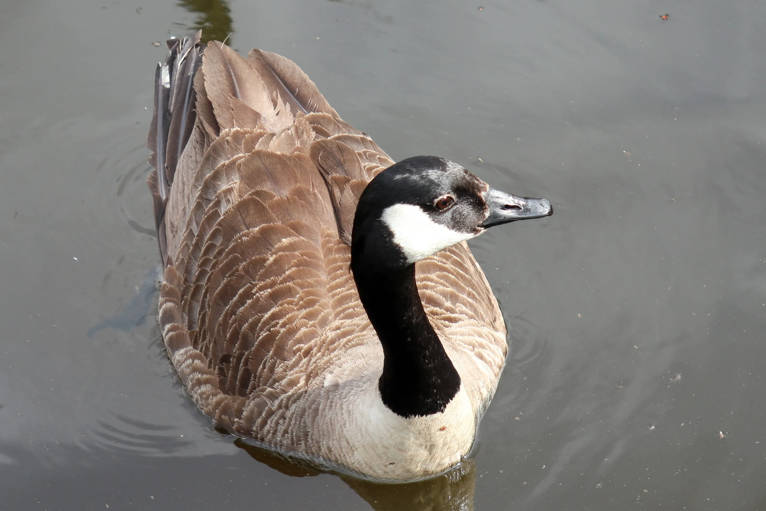 Waterfowl (in colour)