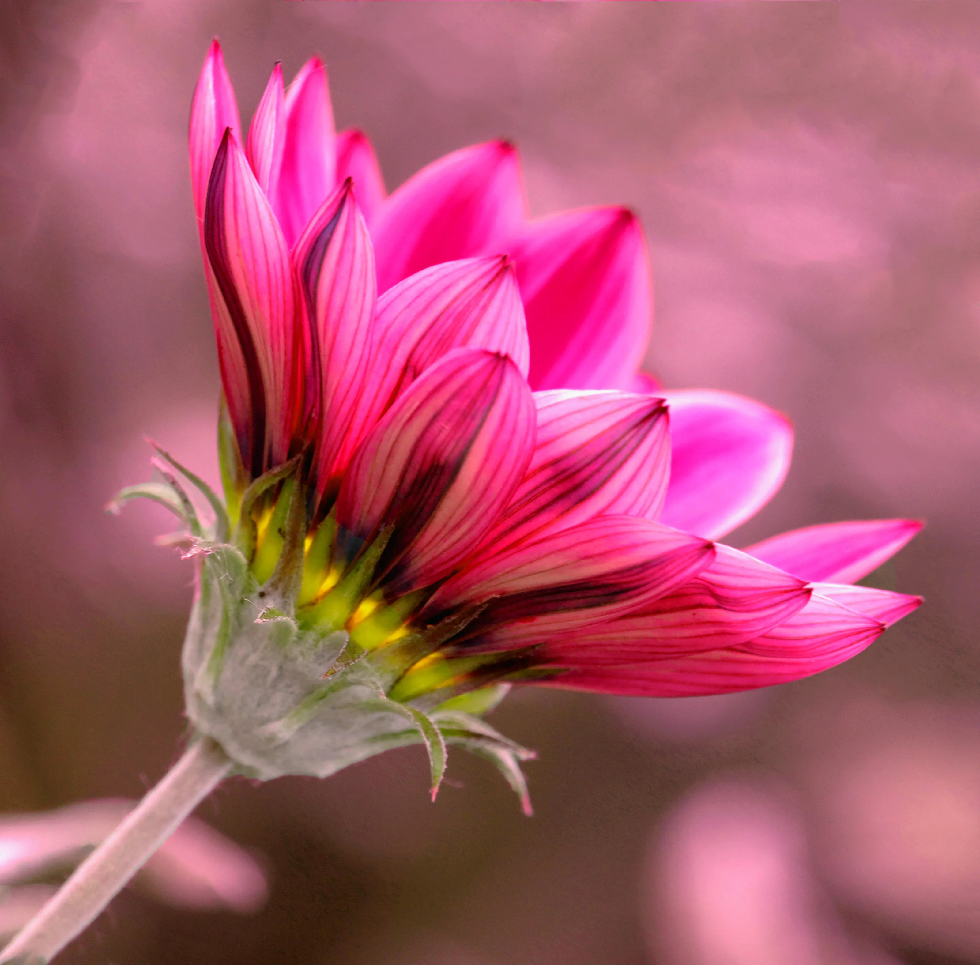 One Flower (in colour)