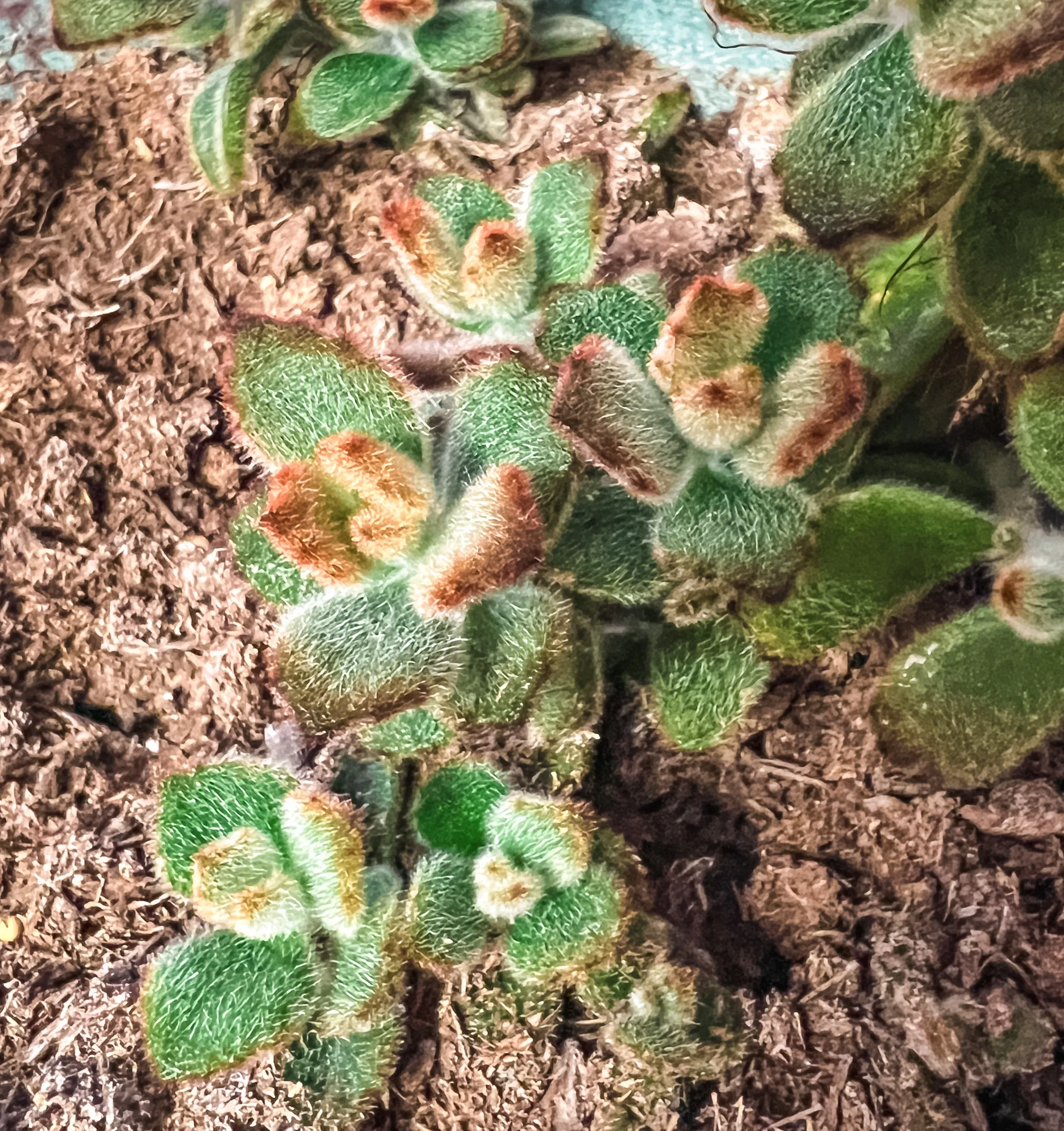 Succulents and Cacti