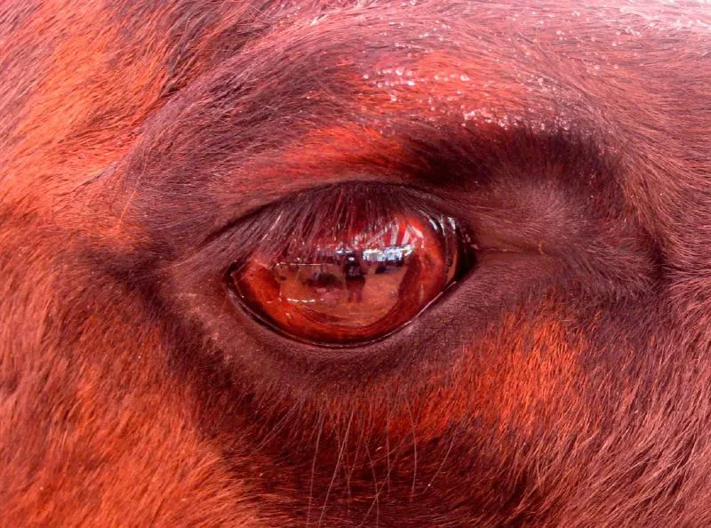 Animal Eyes Only (in colour)