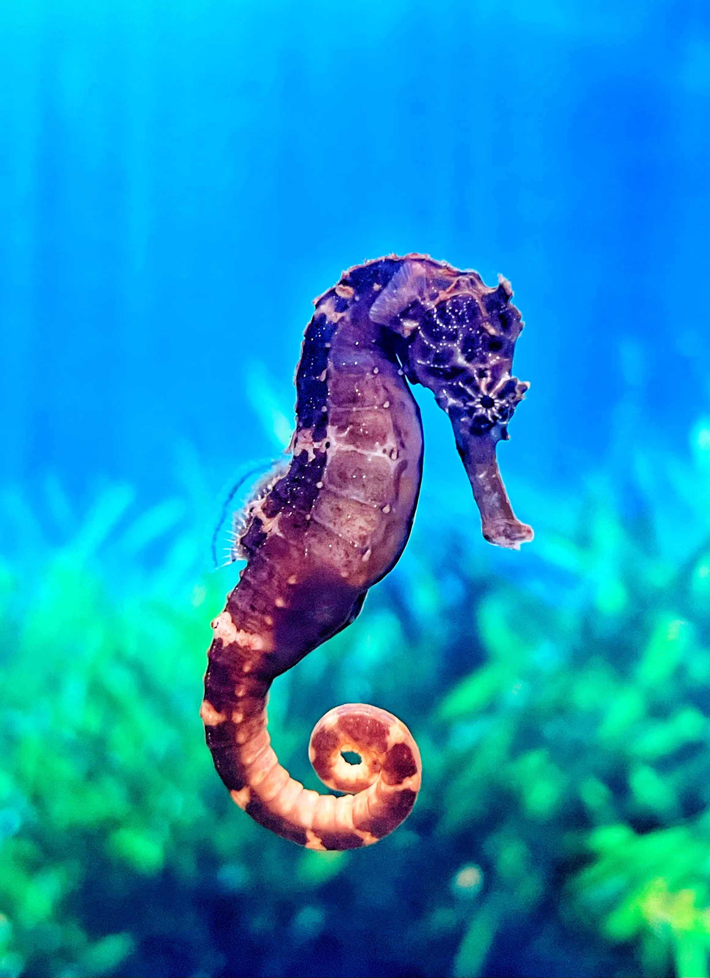 Living Seahorses (in colour)