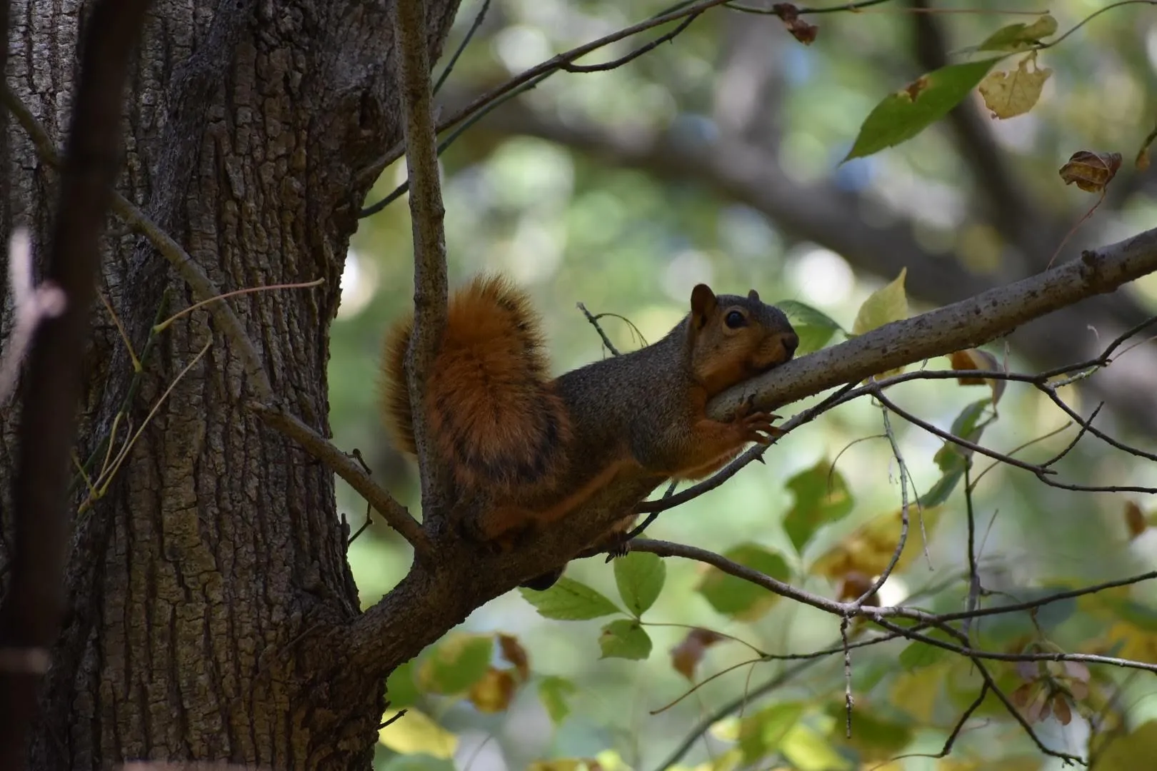 Squirrels and Chipmunks