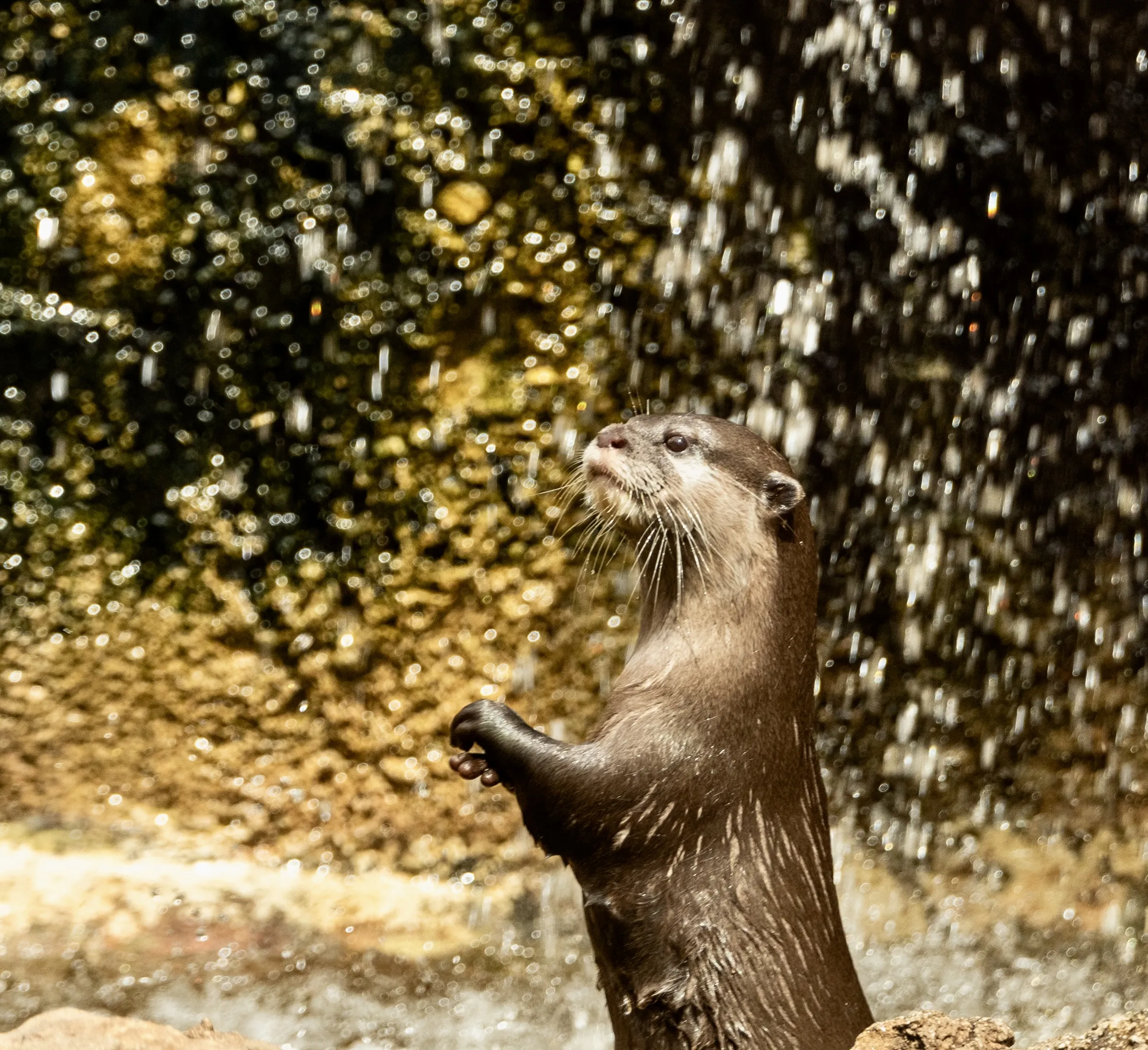 Otters