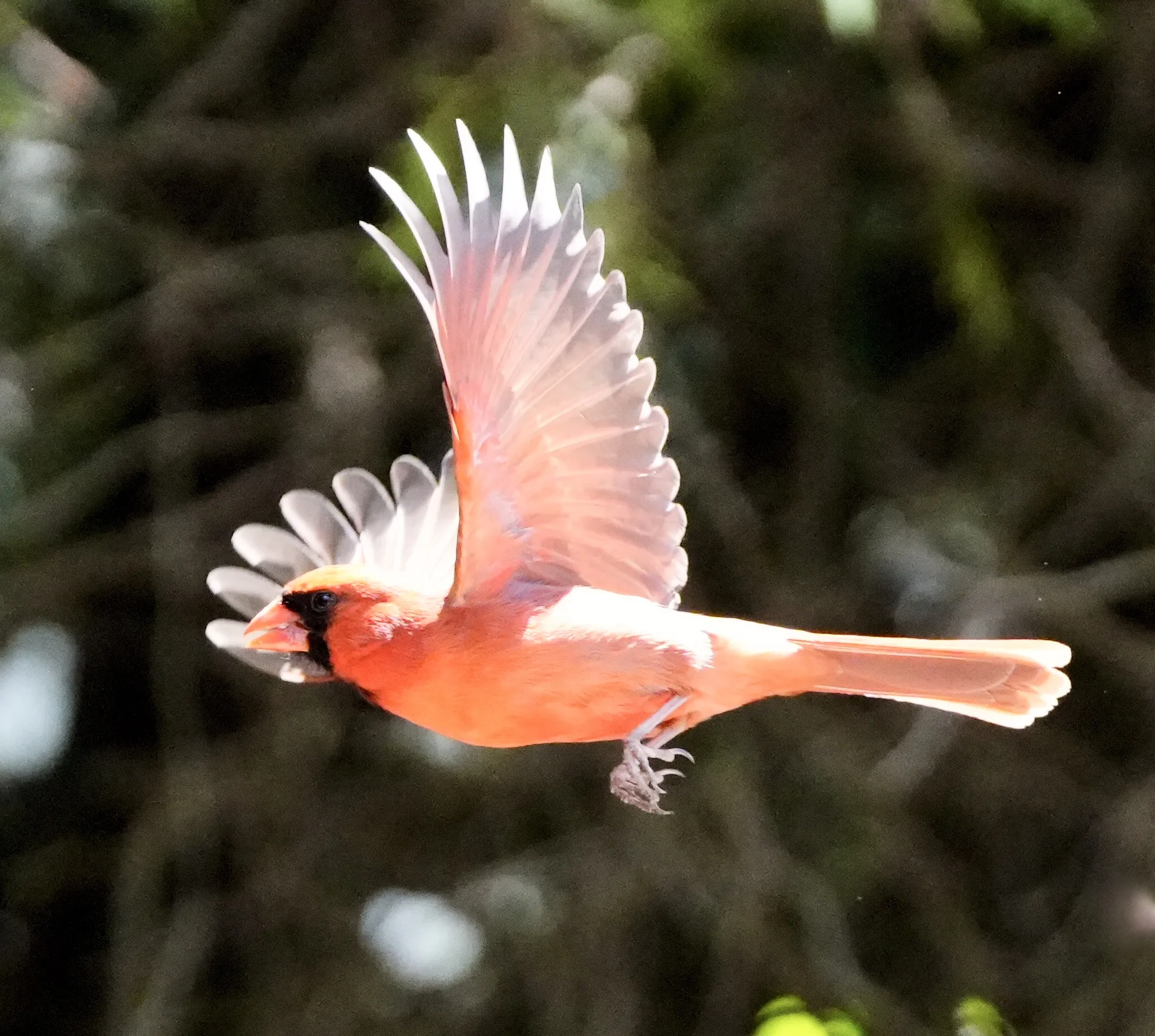 Cardinal Birds