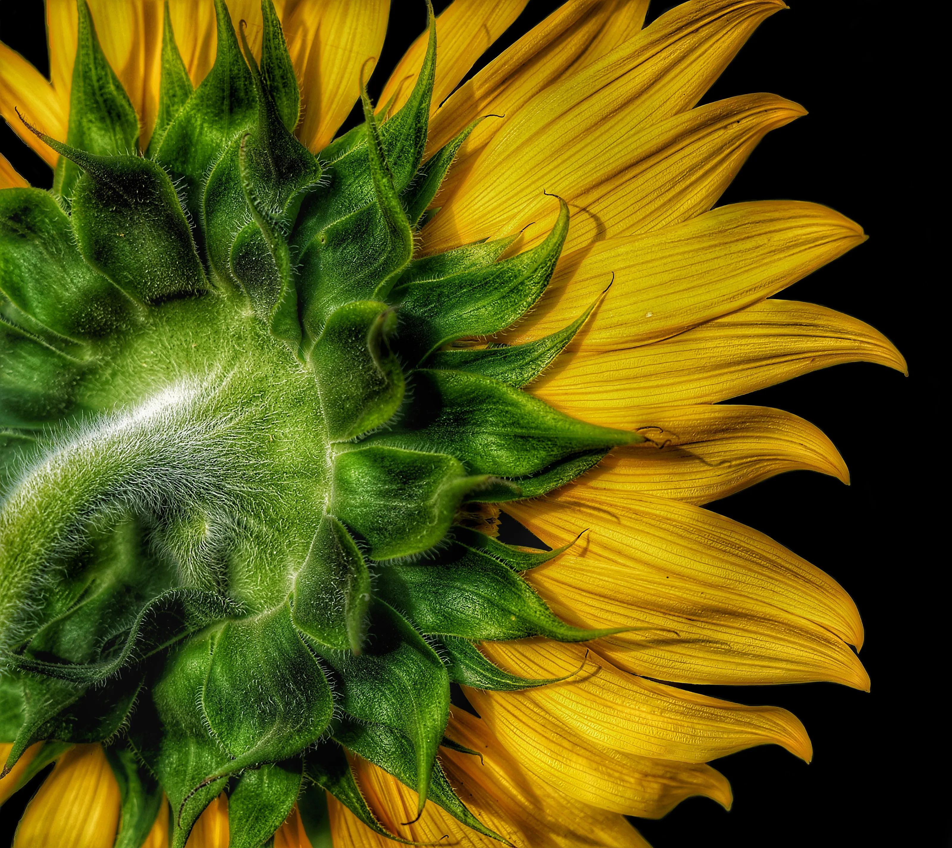 Single Flower from Behind