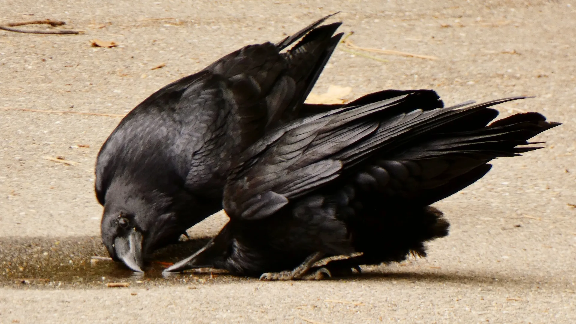 Birds of the Crow Family