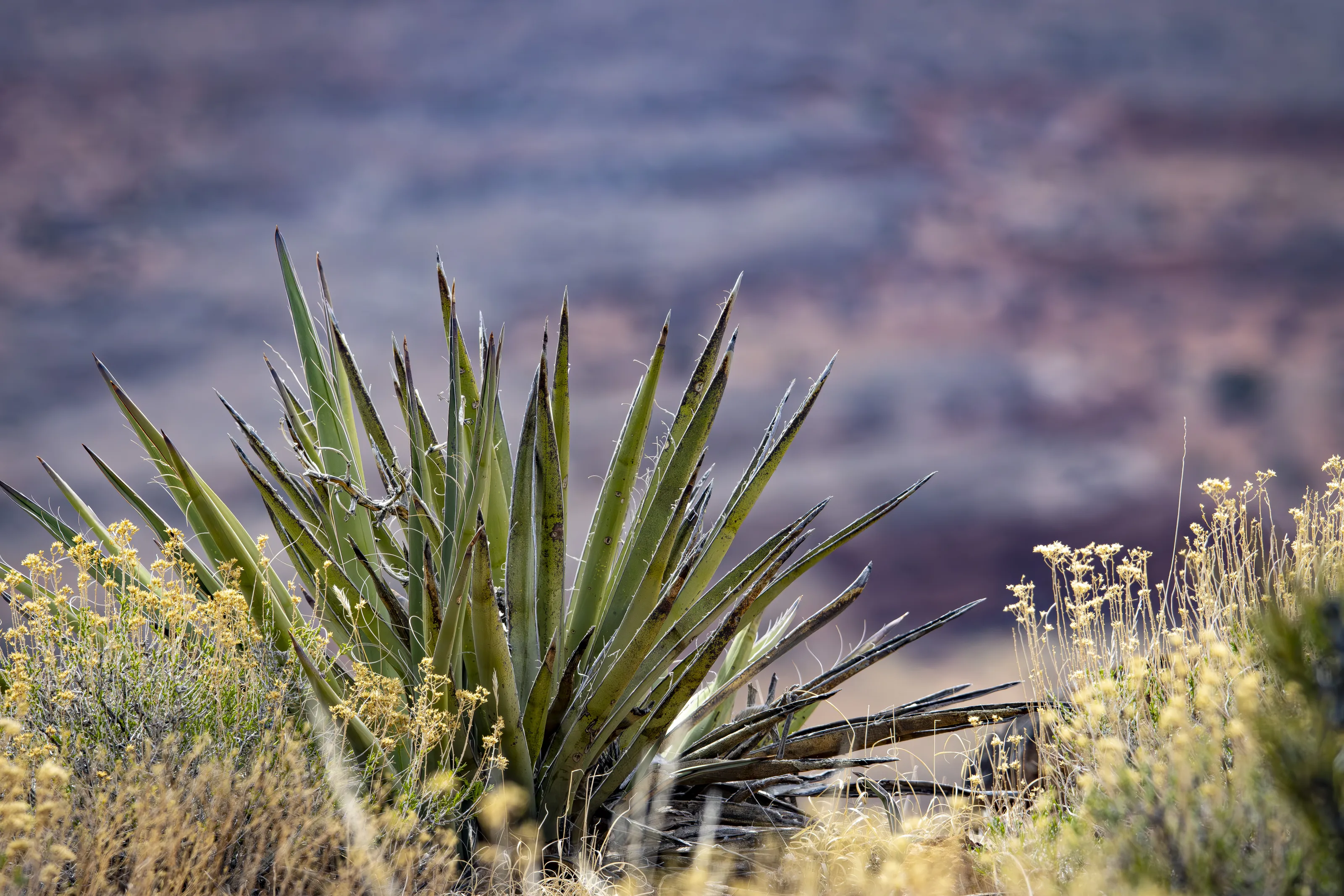 Desert Life