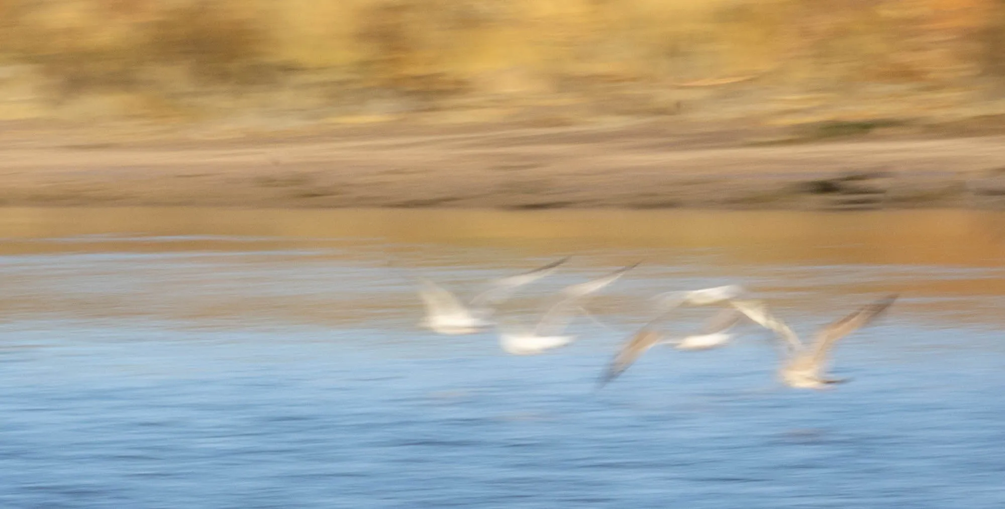 Intentional Camera Movement (ICM)