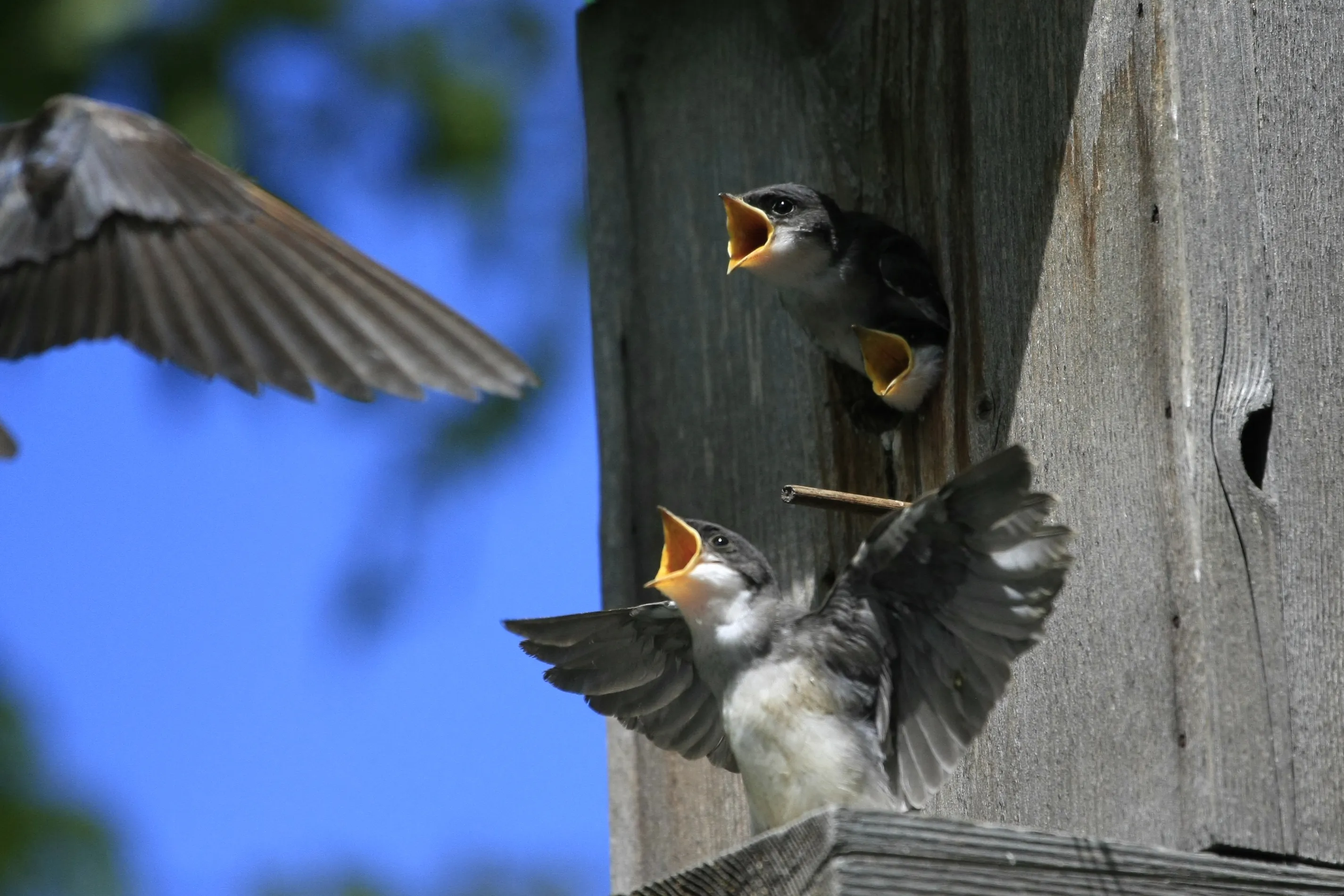 Wildlife in Backyards and Gardens