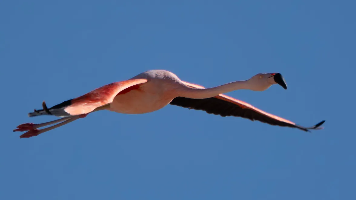 Birds in Flight (in colour)