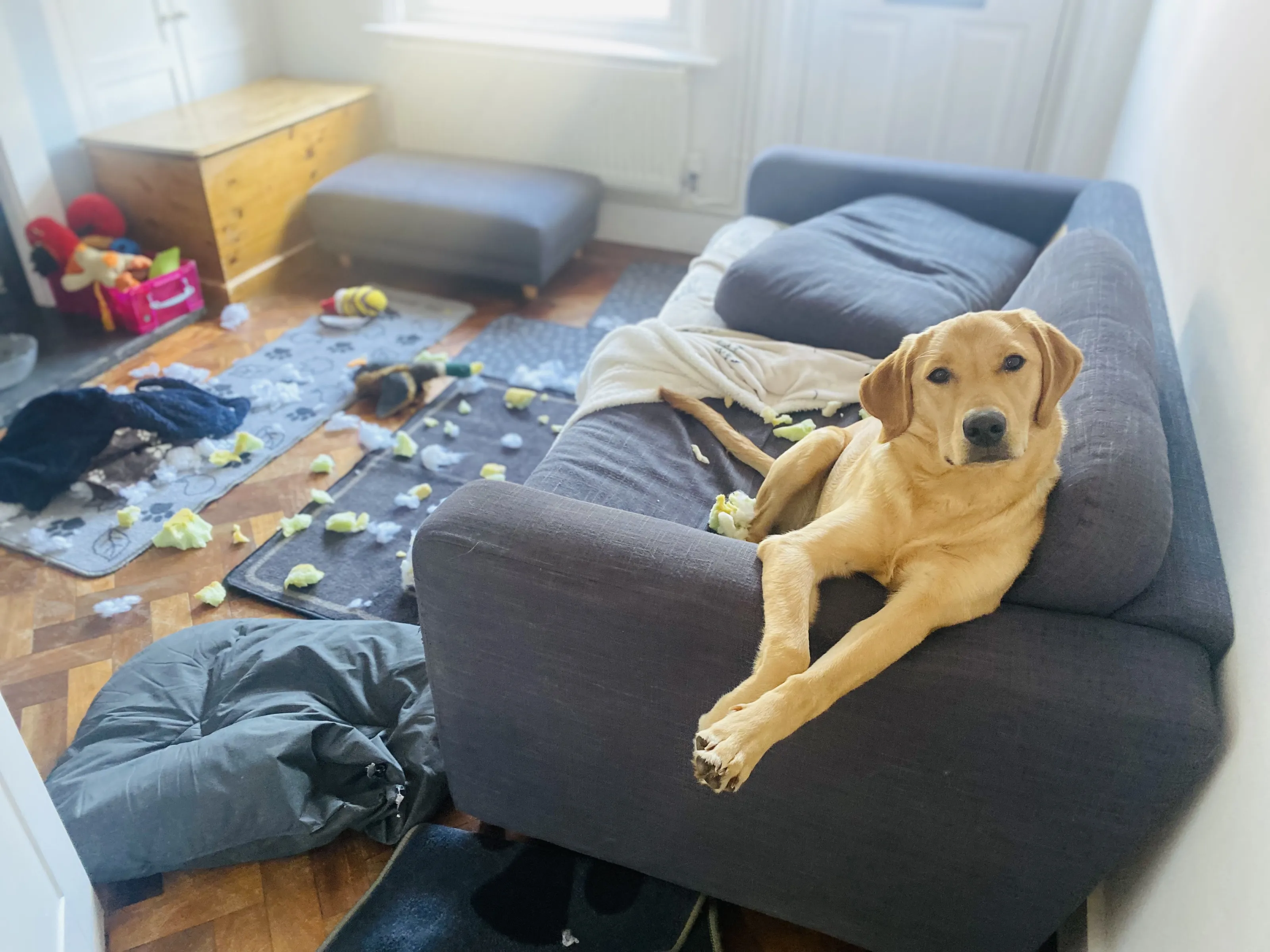 Indoor Damage Caused by Kids or Pets