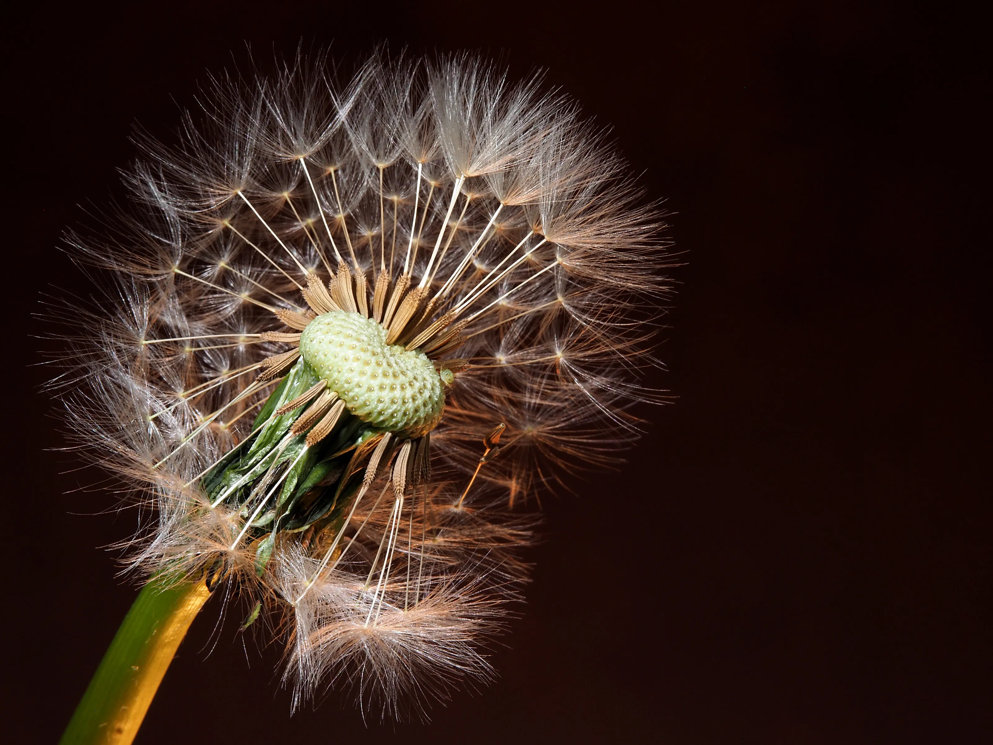 Dandelions (in colour)
