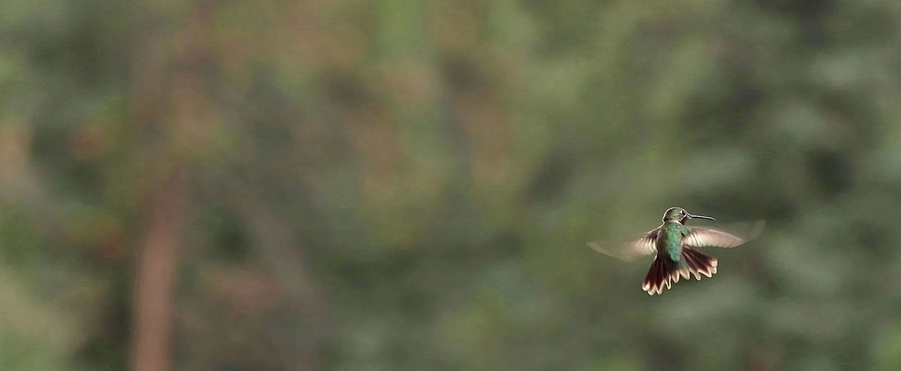 Small Birds (in colour)