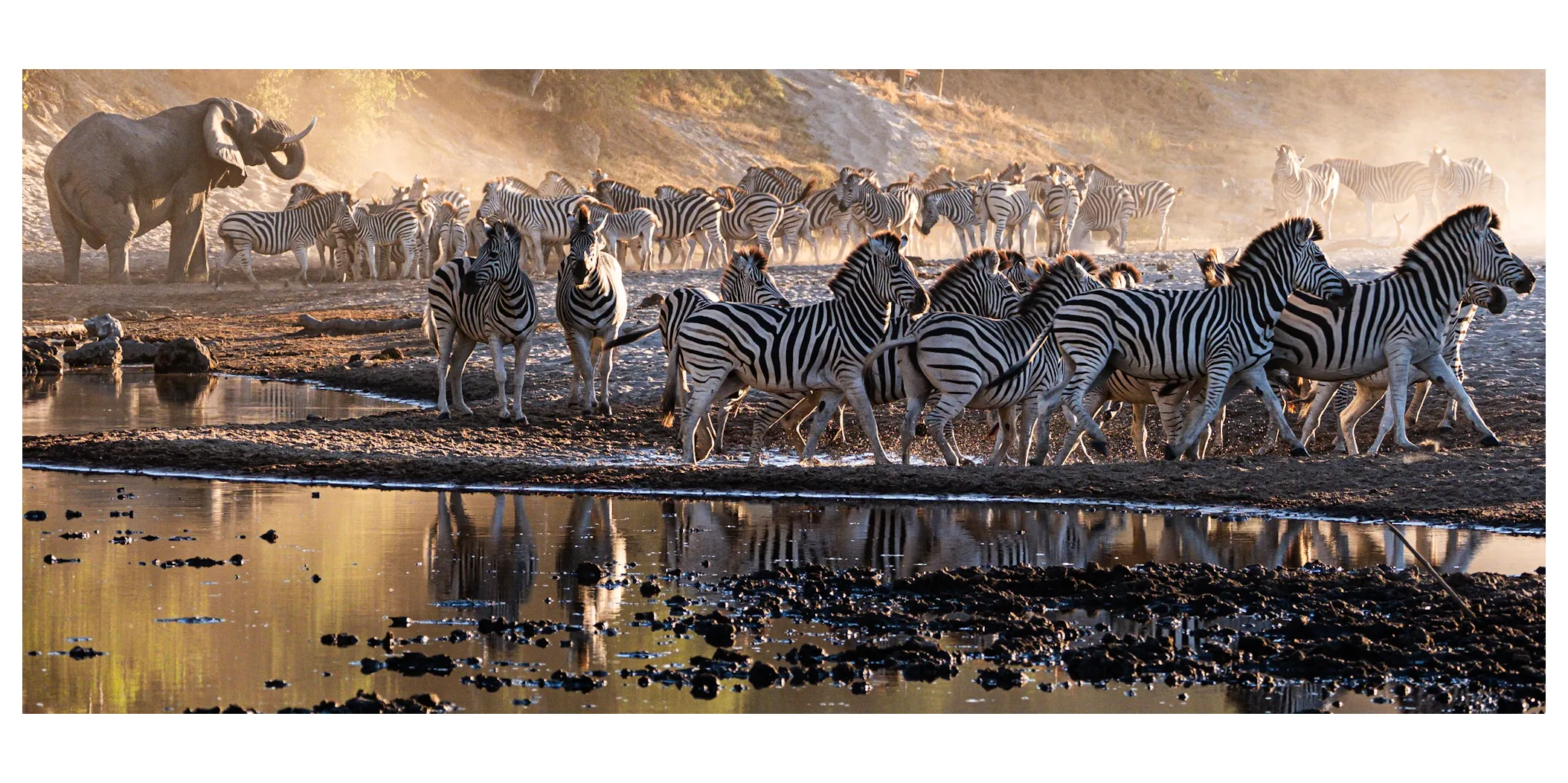 Wild Animals of the Horse Family
