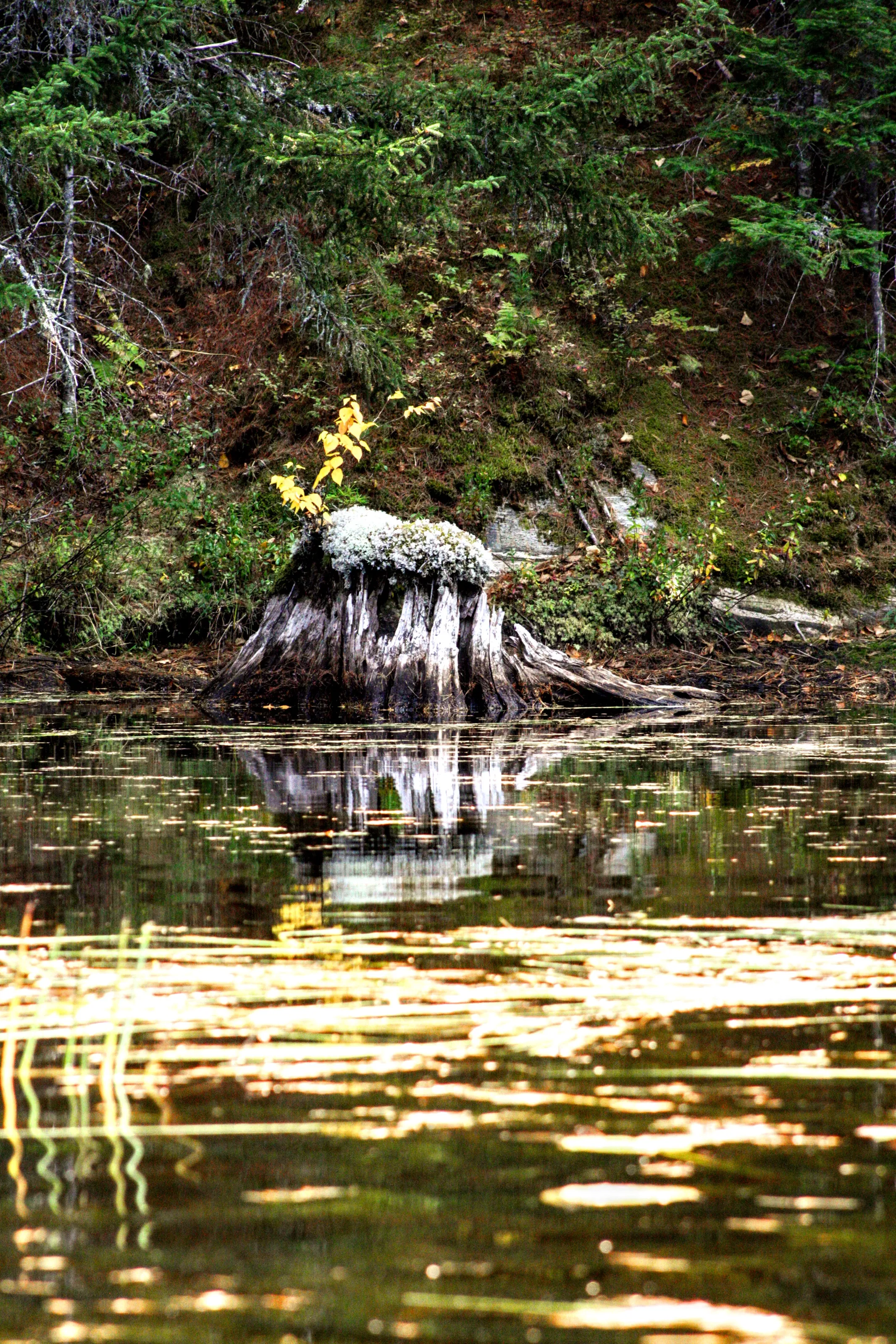 Tree Stumps