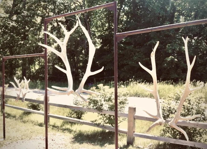 Antlers (not horns)