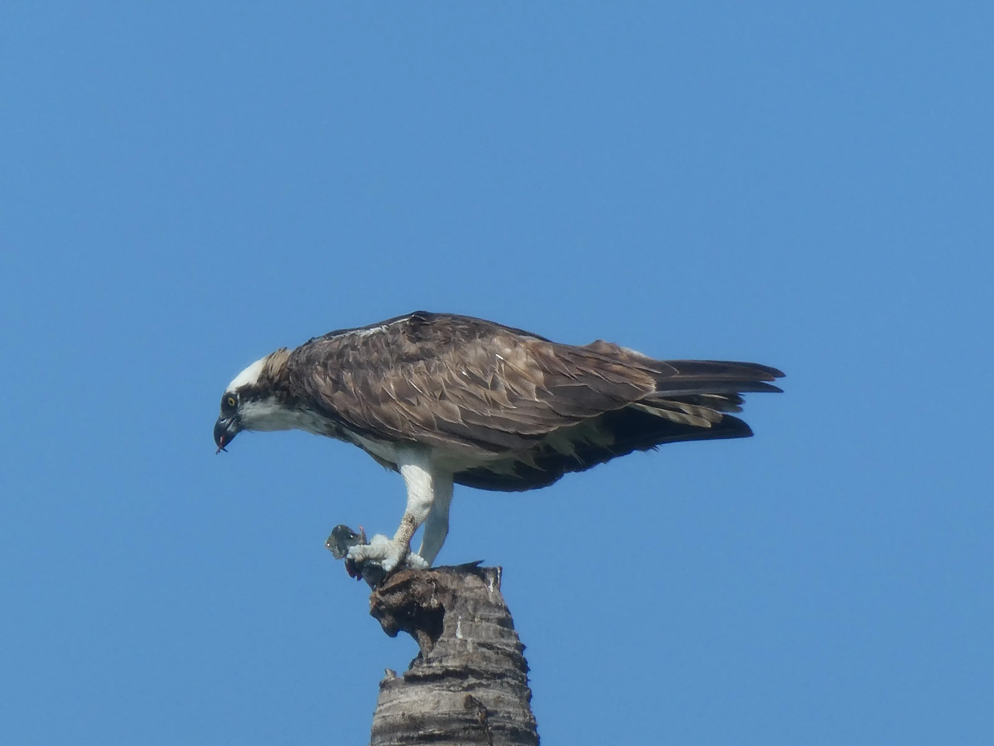 Ospreys in the Wild