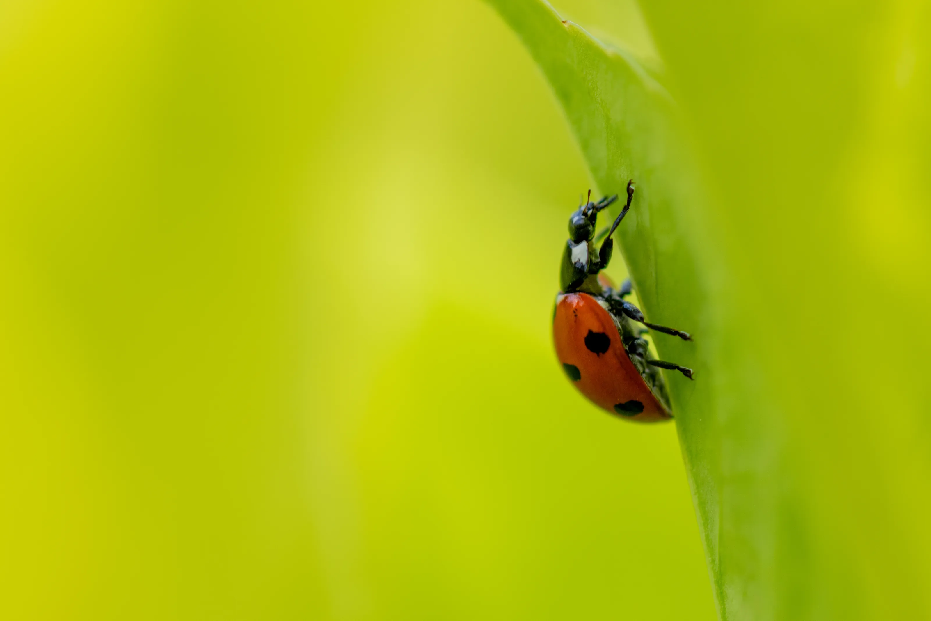 Ladybirds (in colour)