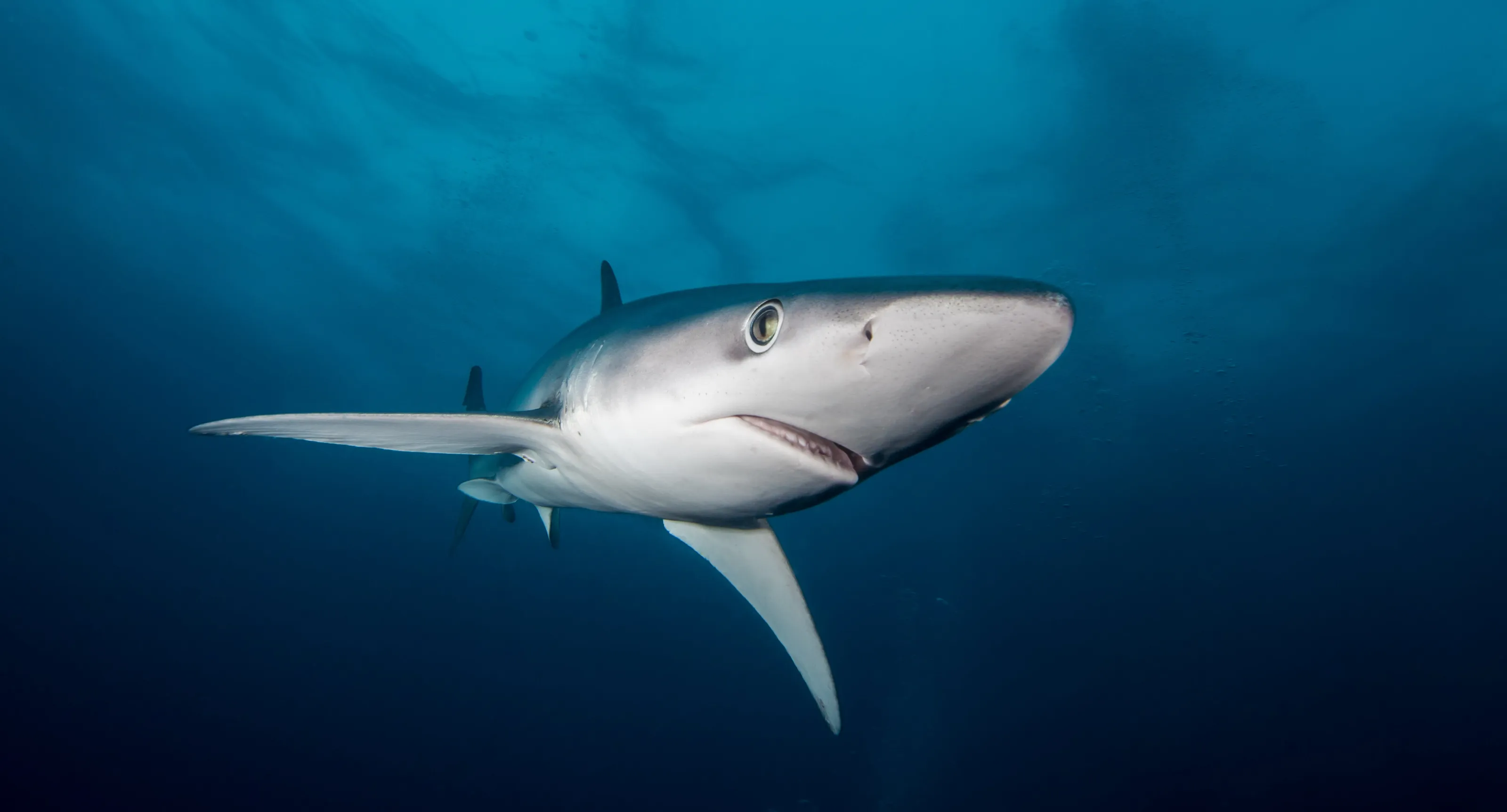 Marine life