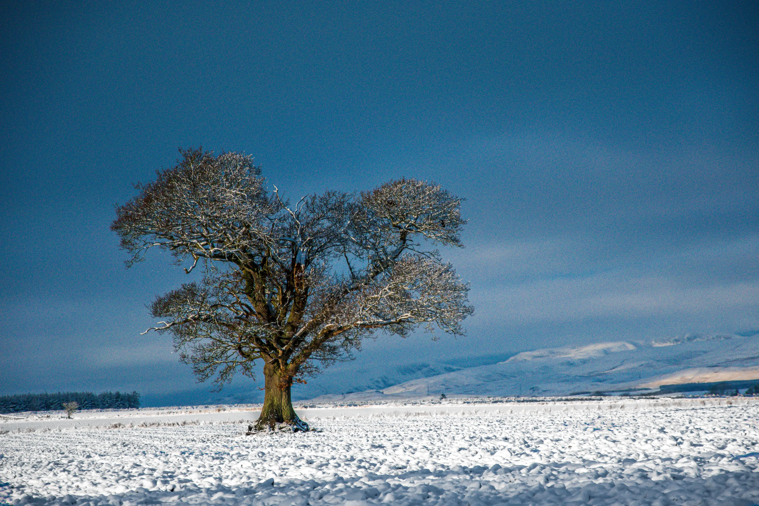 One Tree