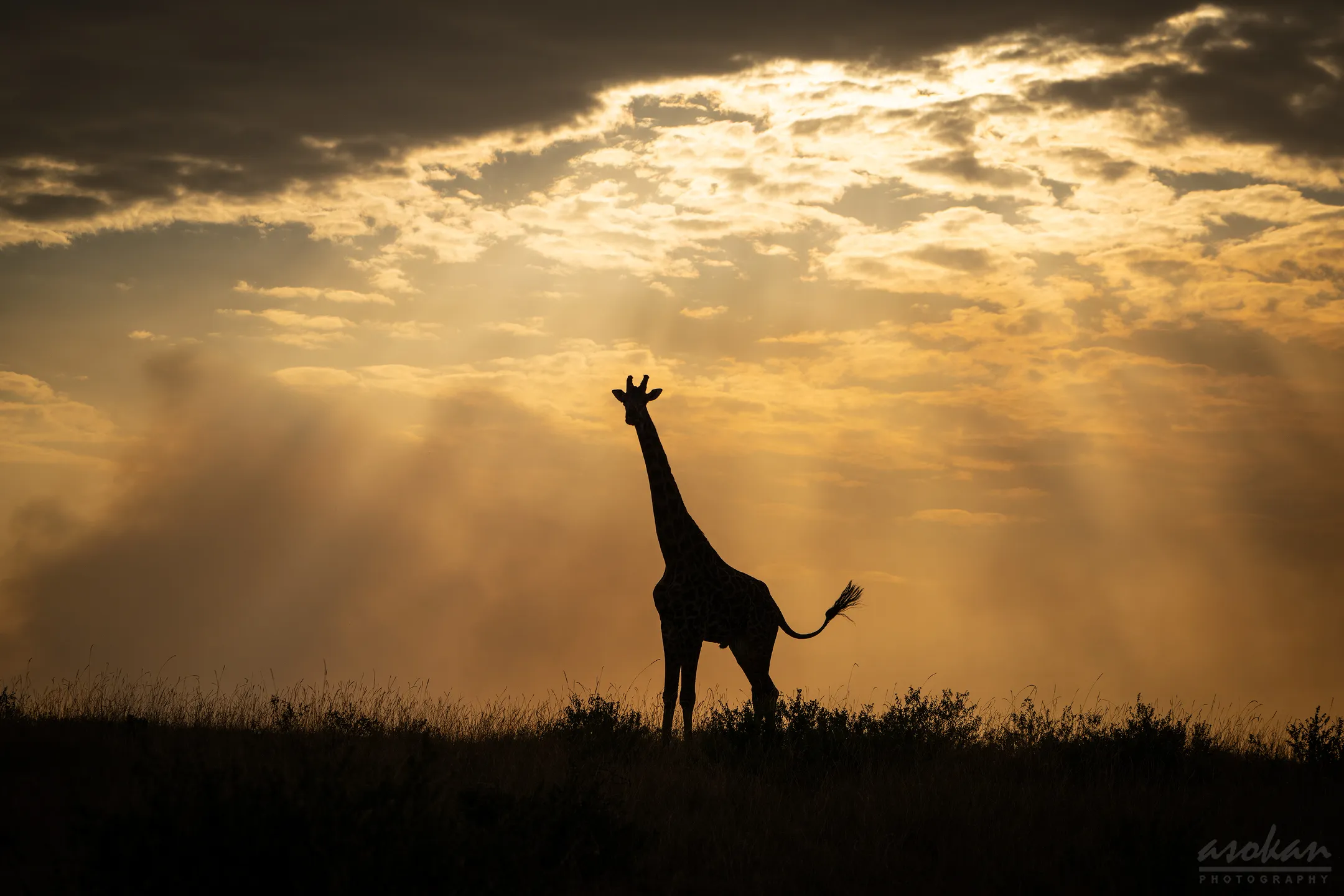 Animals in Silhouette