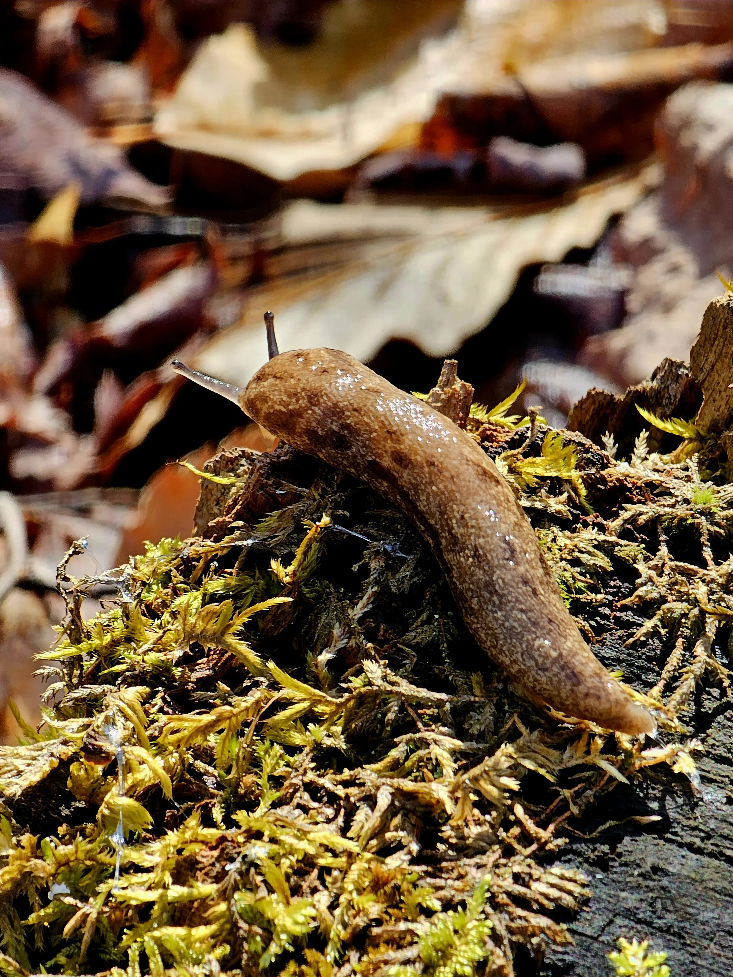 Slugs and Snails Outdoors