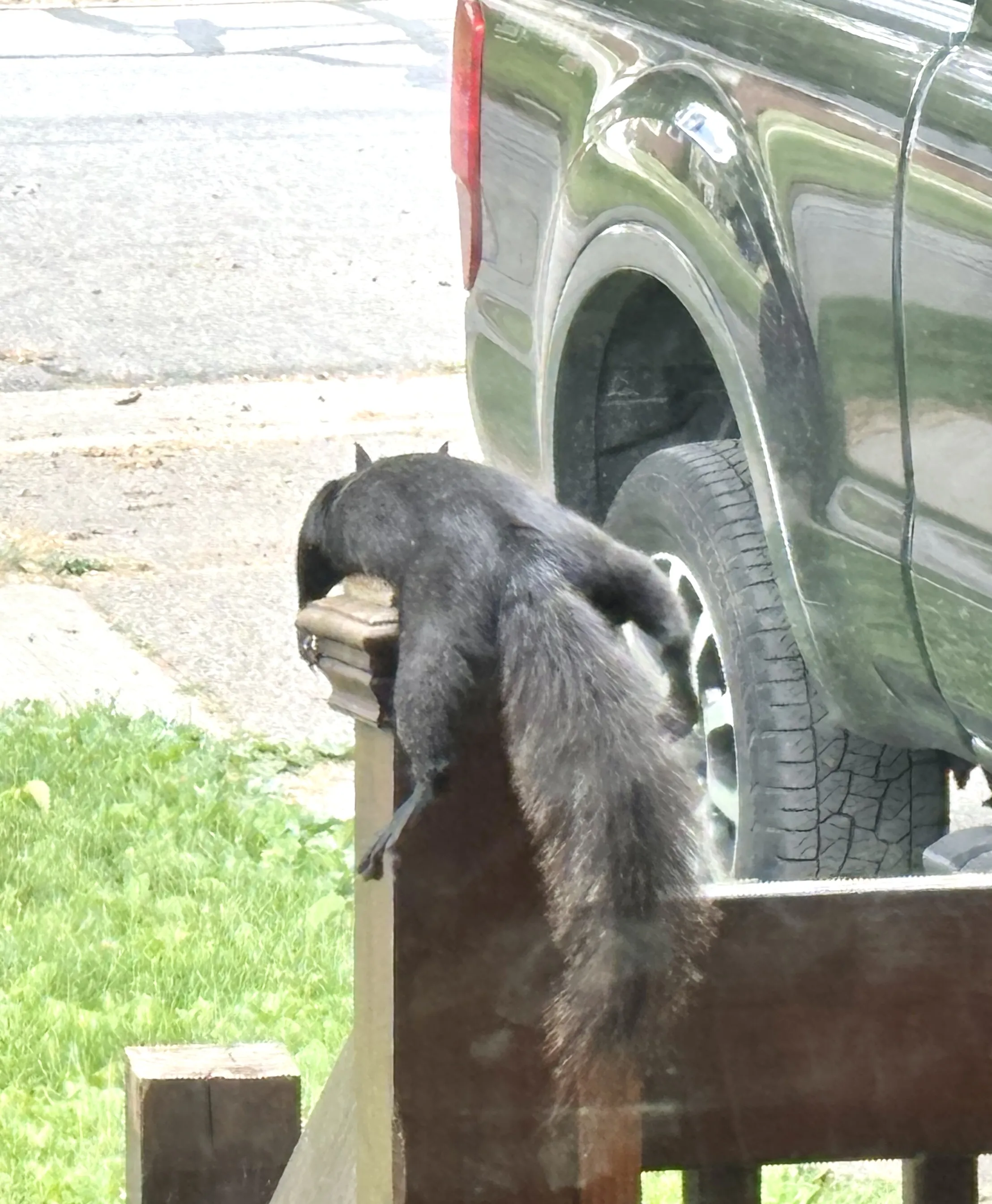 Odd Animal Behaviour