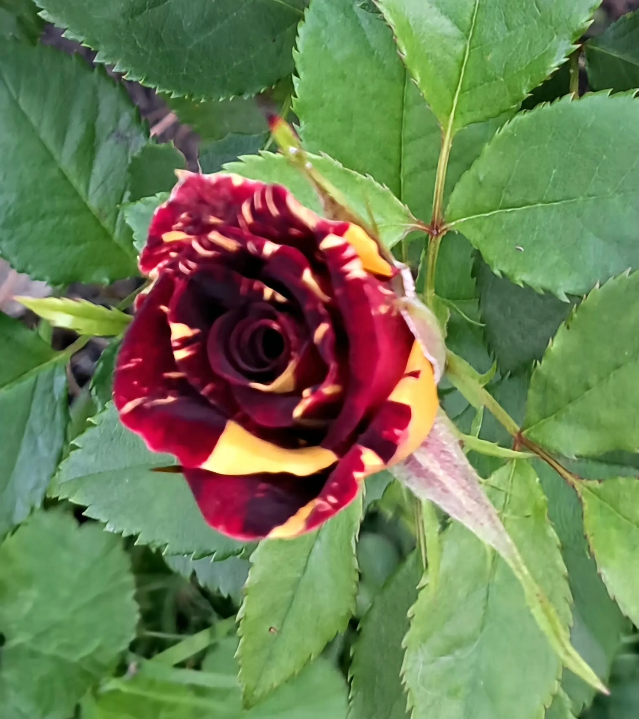 A Single Rose (in colour)