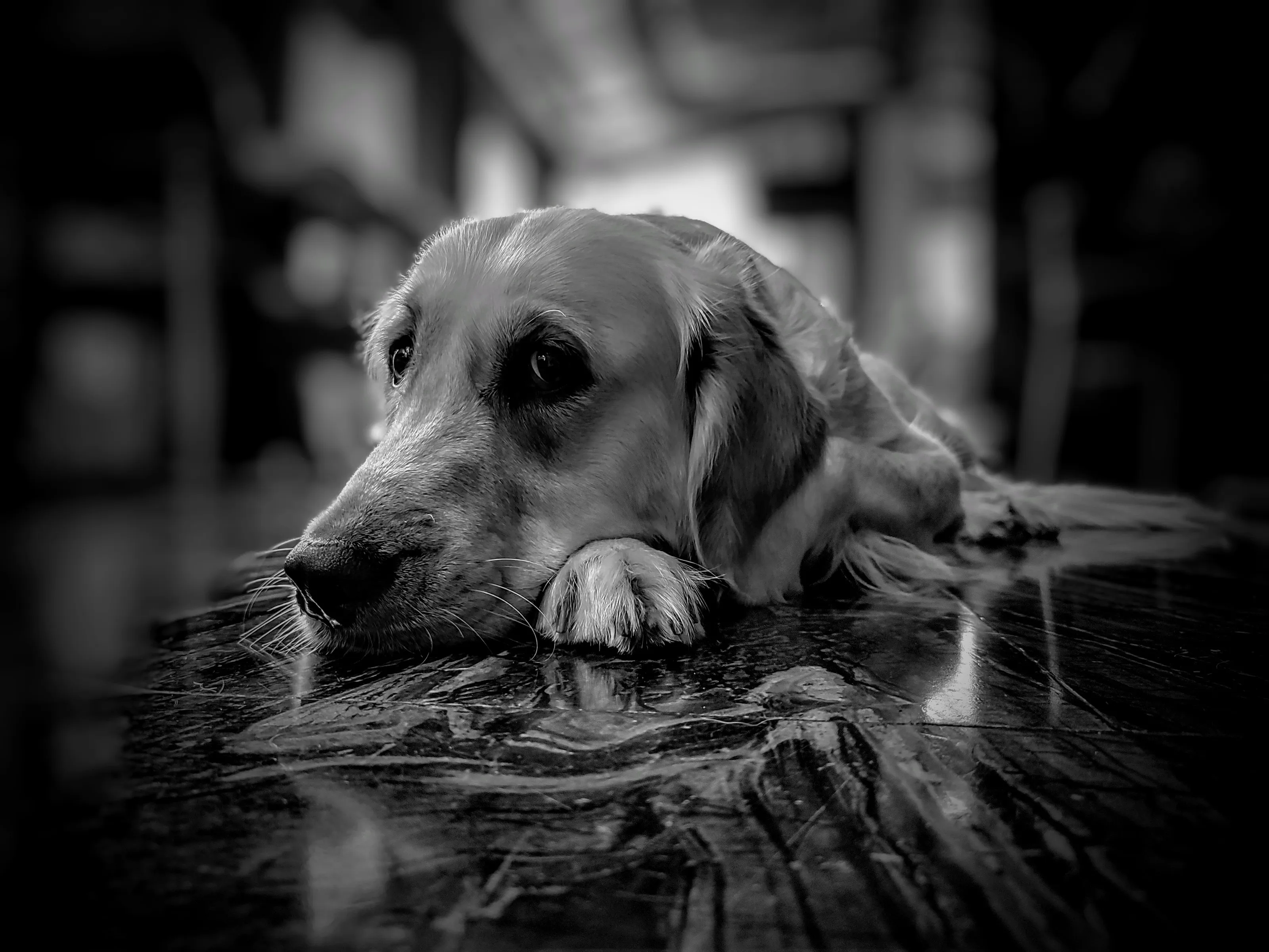 Dog Portraits in Black and White