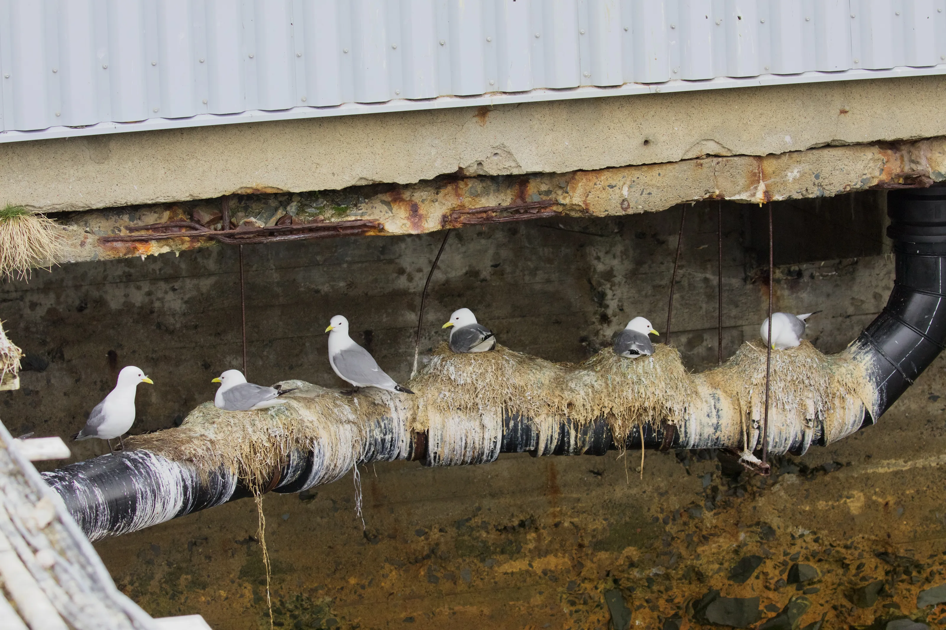 Man-Made Bird Nesting Sites