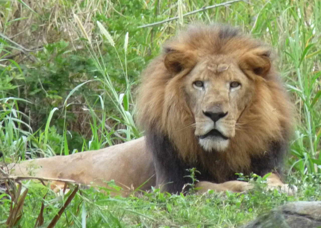 Lions