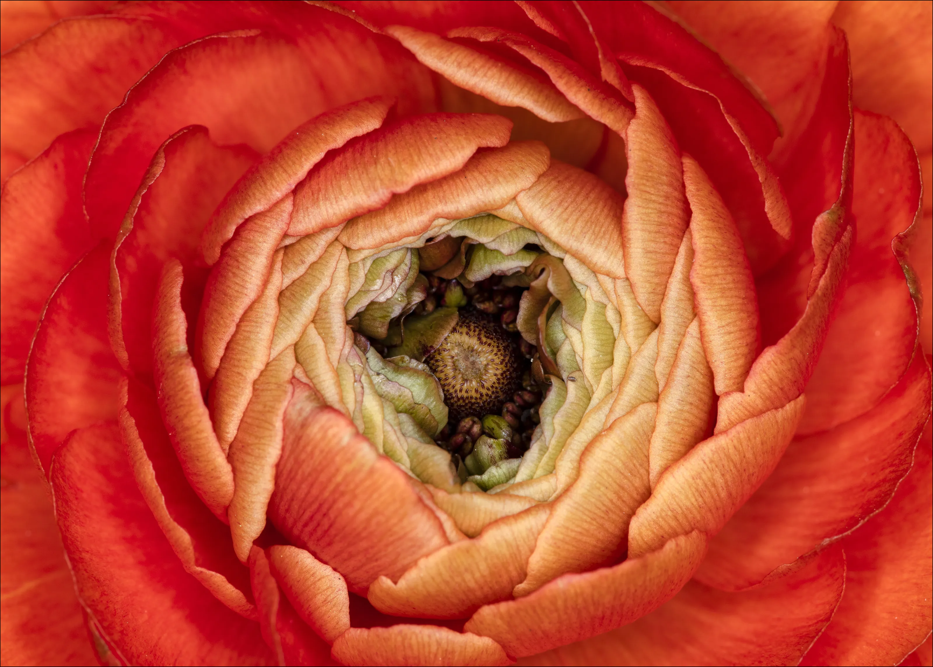 The Centre of a Flower