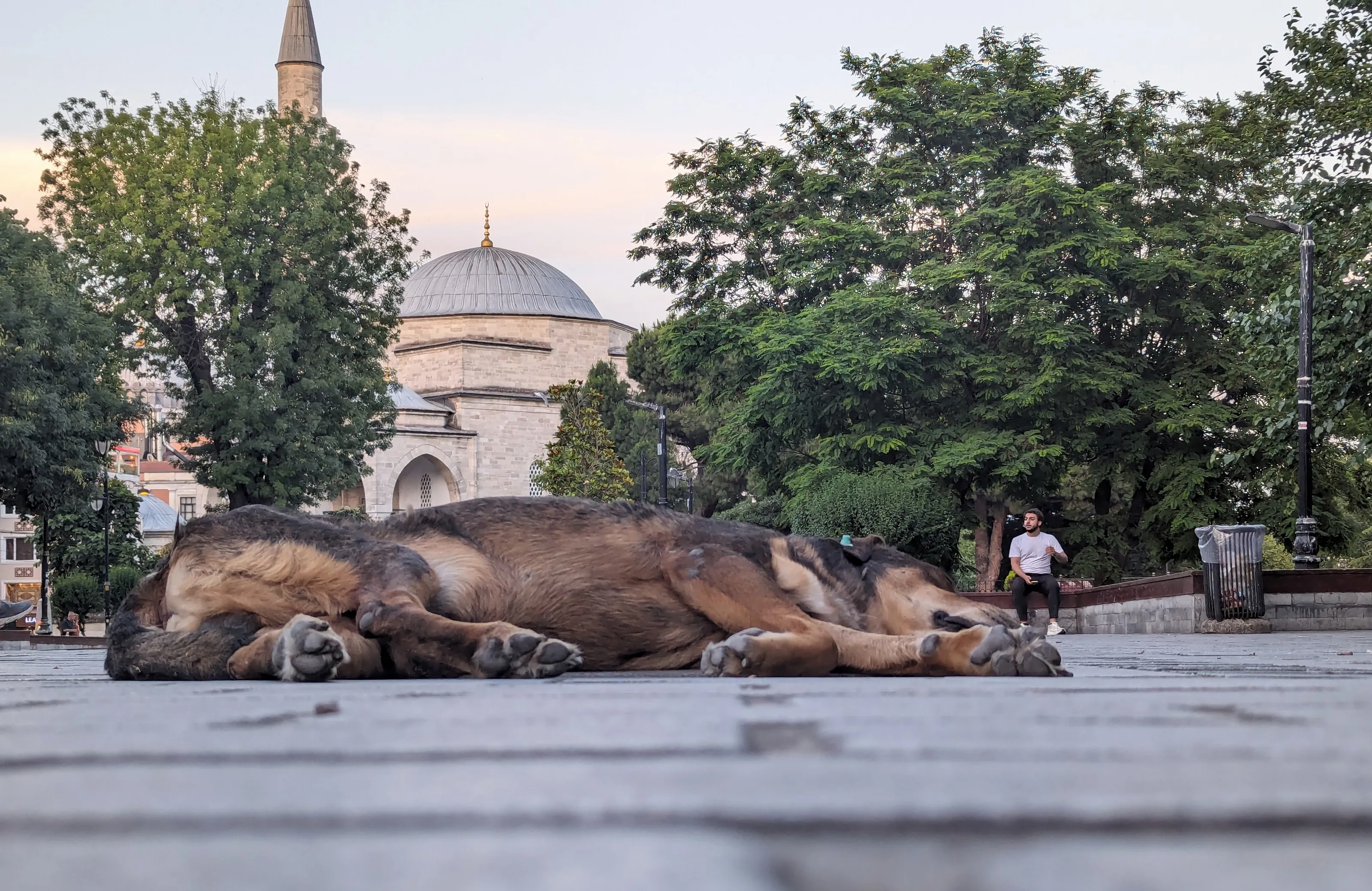 Dogs and Cats in the Streets