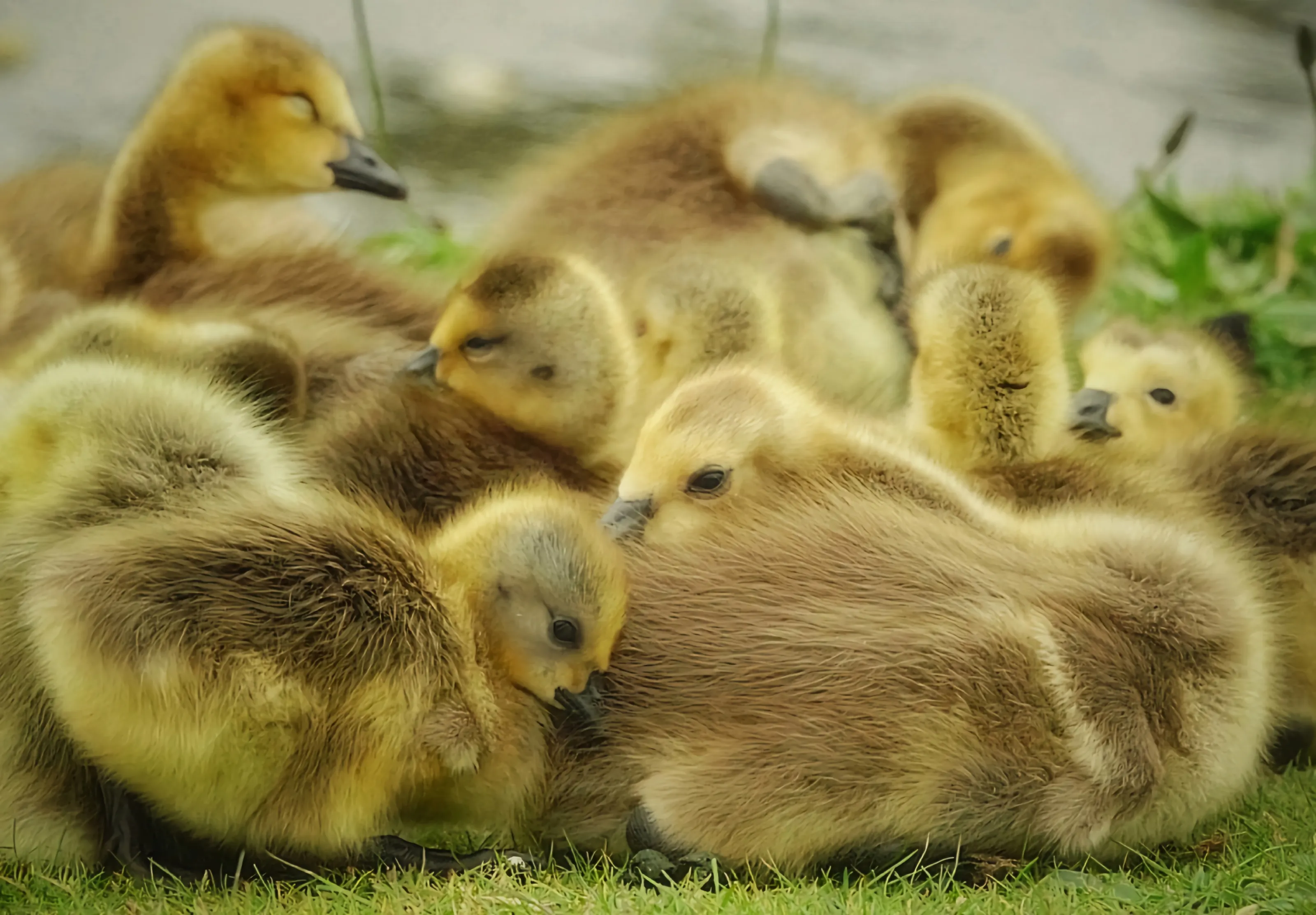 Ducklings, Cygnets and Goslings (in colour)