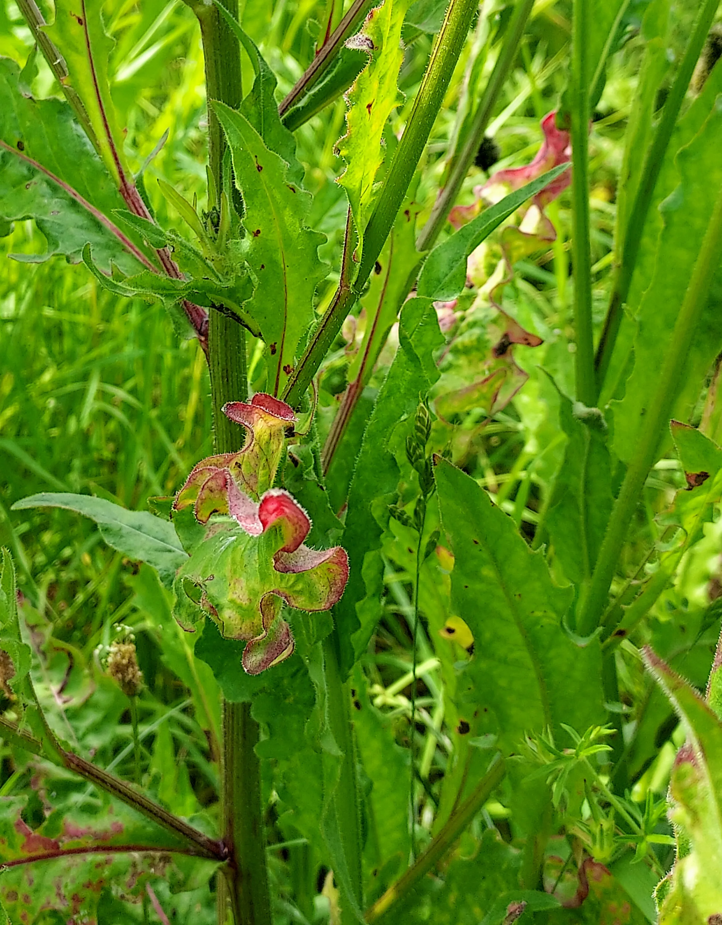 Weeds Growing in the Wild