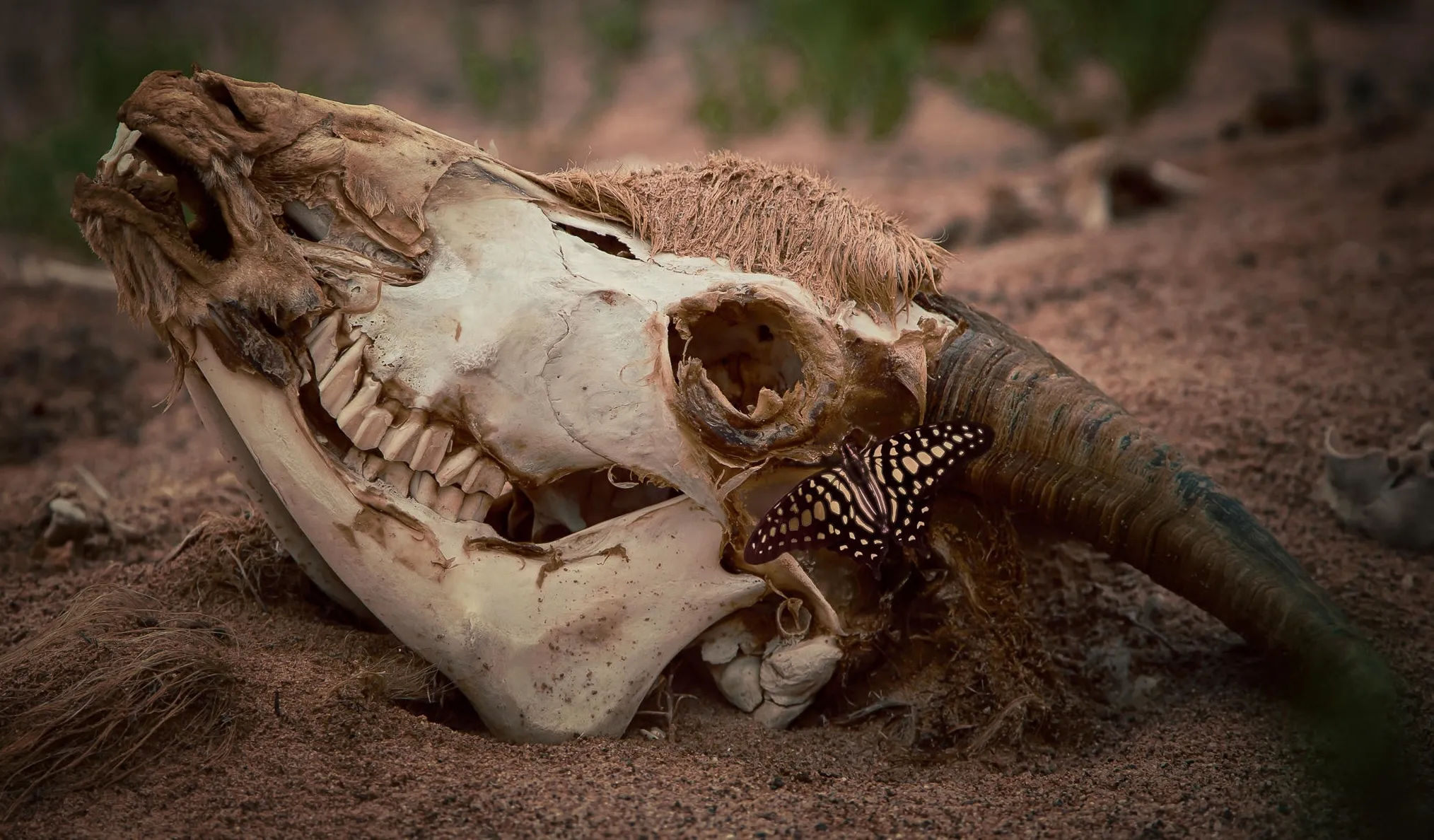 Death and Decay