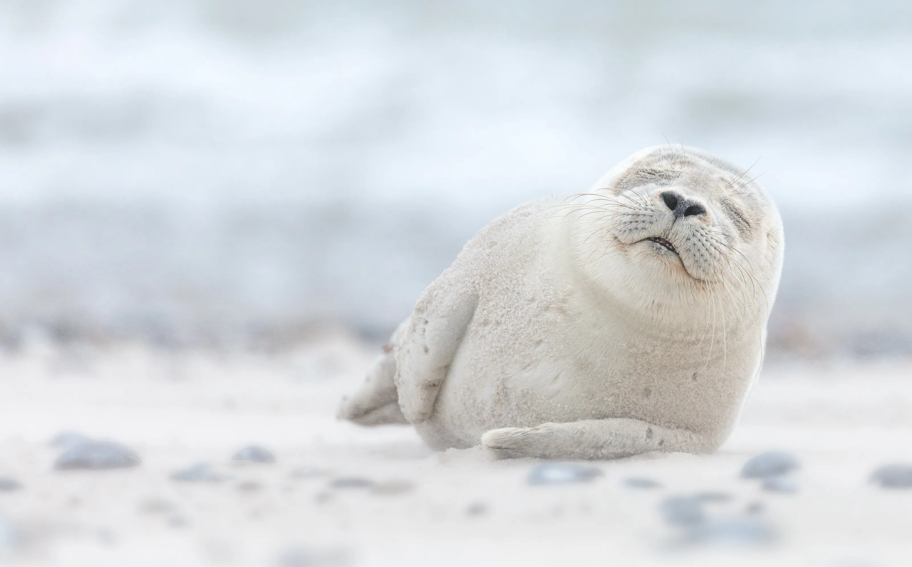 Baby Animals