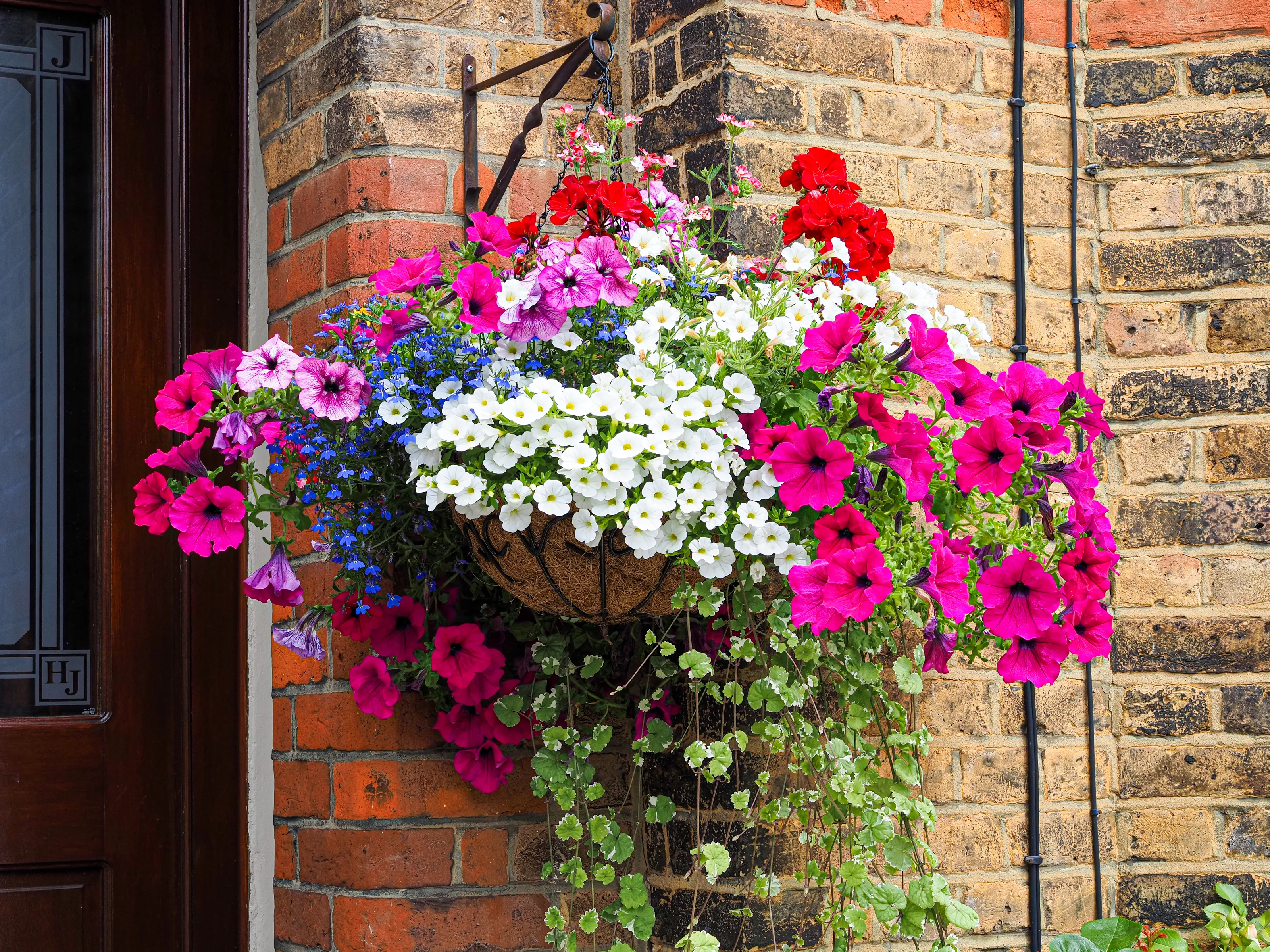 Flowers in Hanging Baskets (in colour)
