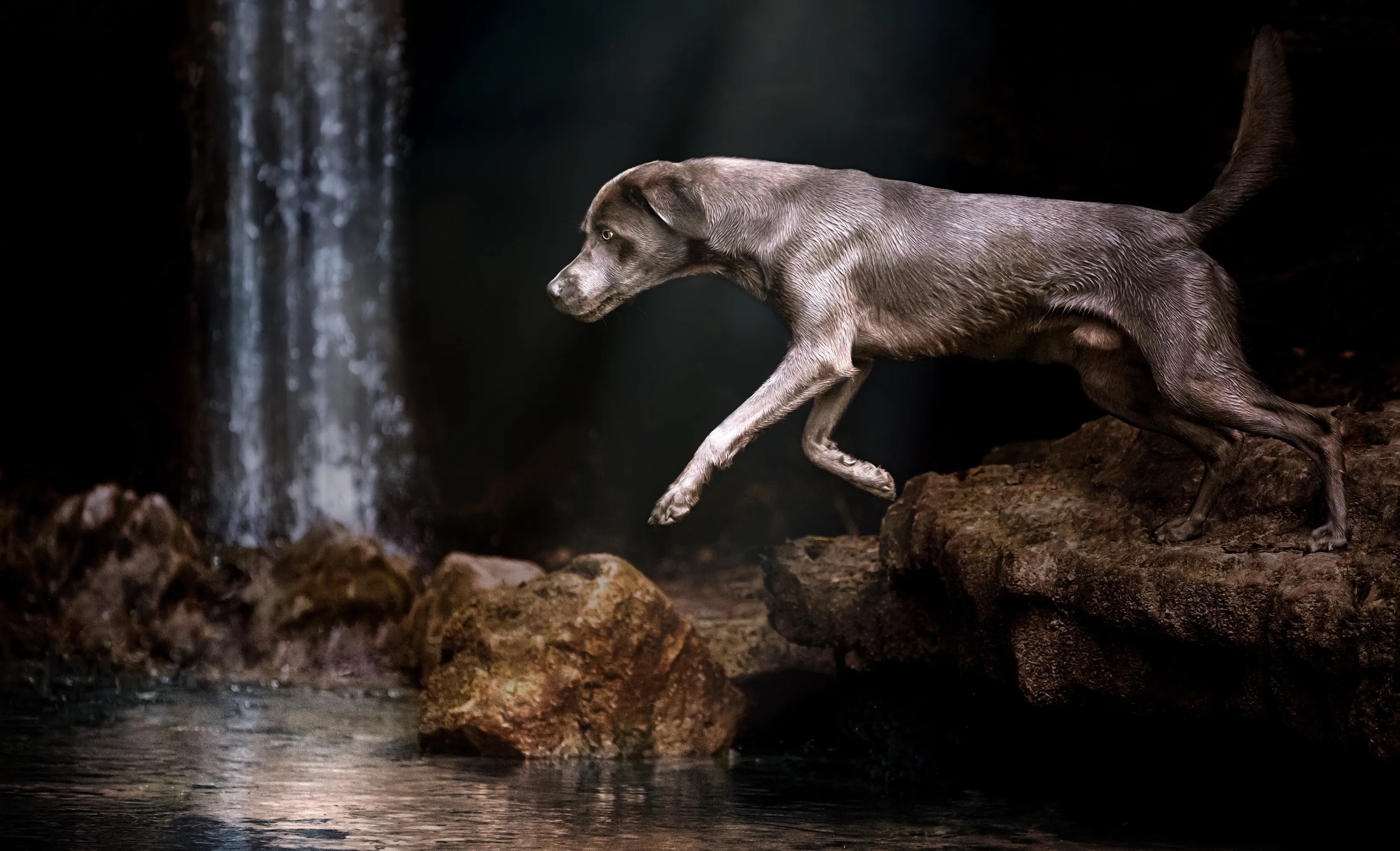 Pets in Action